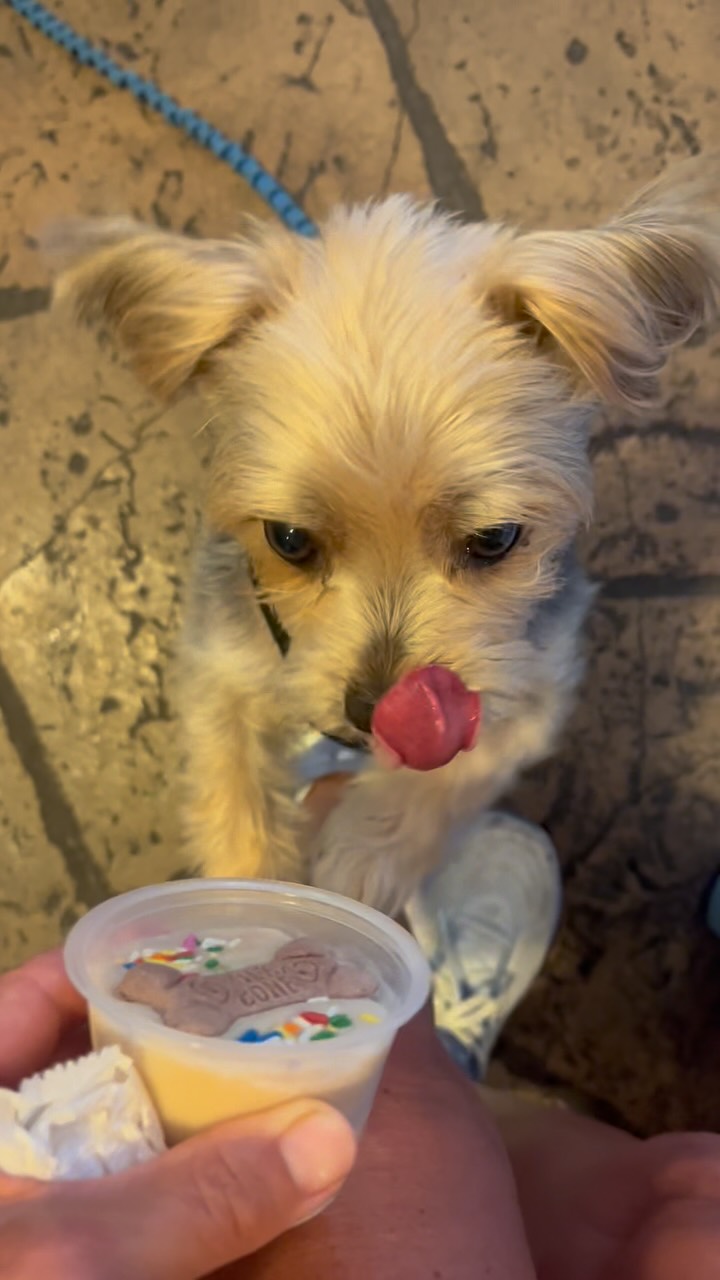 What’s more amazing than a cute pup enjoying Froyo 🐸🍦❤️