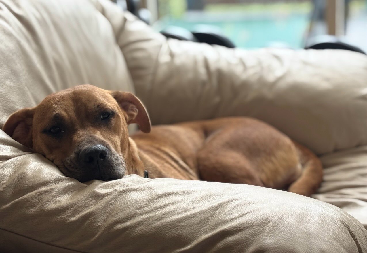 ***ADOPTED***
Pup of the Day: Tina, 2 years old.
Tina was found pregnant & abandoned in a hoarder house with 41 other dogs 🤯 outside Houston, TX. Despite the rough start, she poured everything she had into being the best mama possible, keeping her puppies safe, happy, and loved (still some available to adopt)! Now that her babies are grown & off finding their own homes, it’s finally Tina’s turn. 💛 And let us tell you, this girl is a dream family dog!
🐶 Great with other dogs, playful, reads cues well & rolls with the punches. 🐱 Living with a cat in foster, curious but respectful, and lets him come to her. 👶 OBSESSED with kids- follows them room to room and loves snuggles!
Gentle, outgoing & affectionate, Tina wants to be your shadow & will happily hang with anyone nearby, she is such a good girl!
She’s also leash trained, potty trained, crate trained, and knows sit- basically ready to move right into your family and start her well-earned mama retirement era. Think belly rubs, cozy naps on the couch, backyard zoomies, and all the treats she can handle. 🦴
Tina has seen the hard side of life. Now she deserves the soft landing. There is something special about mama dogs & our Tina is no exception. 🫶🏻
If you are already an approved adopter and want to meet or adopt Tina, please contact your adoption coordinator. Or you can fill out an application at mhlrm.com!