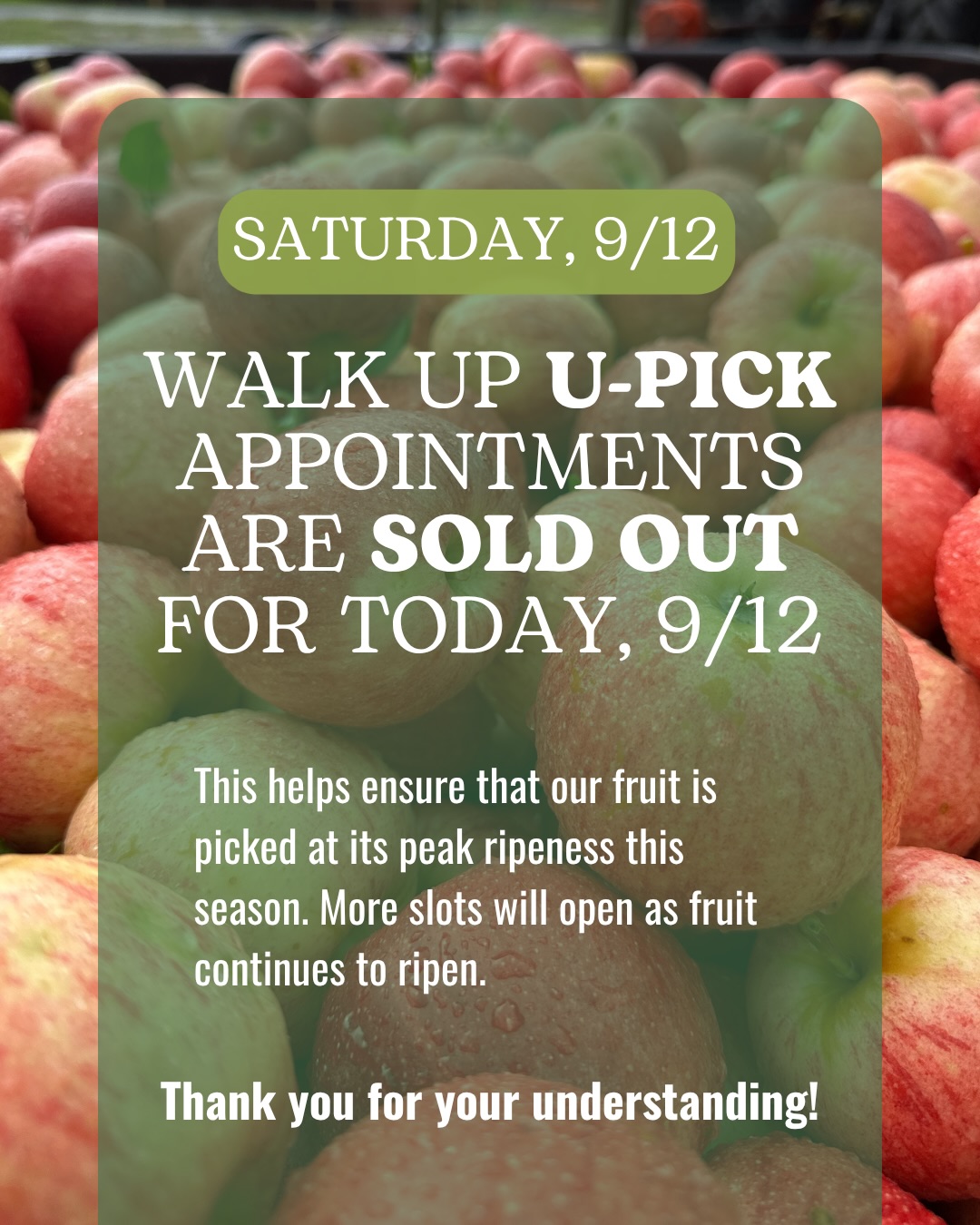 Update on U-Pick for Saturday, 9/12.
As always, no reservation is needed to visit Sky Top, enjoy our market store, get baked goods and donuts, try Pie in the Sky Pizza, blast apples from our cannon and so much more!
🍎 More U-Pick slots will open as fruit continues to ripen. We recommend reserving online in advance to guarantee U-Pick entry! Slots open Wednesdays at noon before the upcoming weekend.
We appreciate your understanding and continued support! 🍎