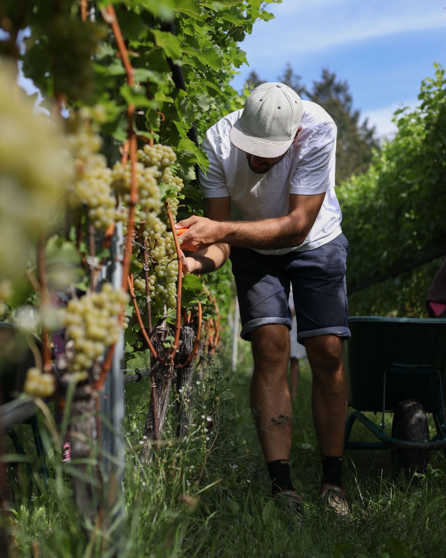 È tempo di raccolta. È qui che la qualità si svela. È qui che la nostra consulenza trova il suo frutto. 🍇
#intactsolutions #zeroresidue #agriculture #highperformingcrops #byyourside