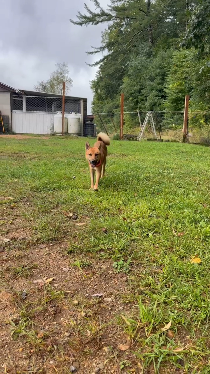 Meet Marby and Carl at PawSafe. Info in comments.