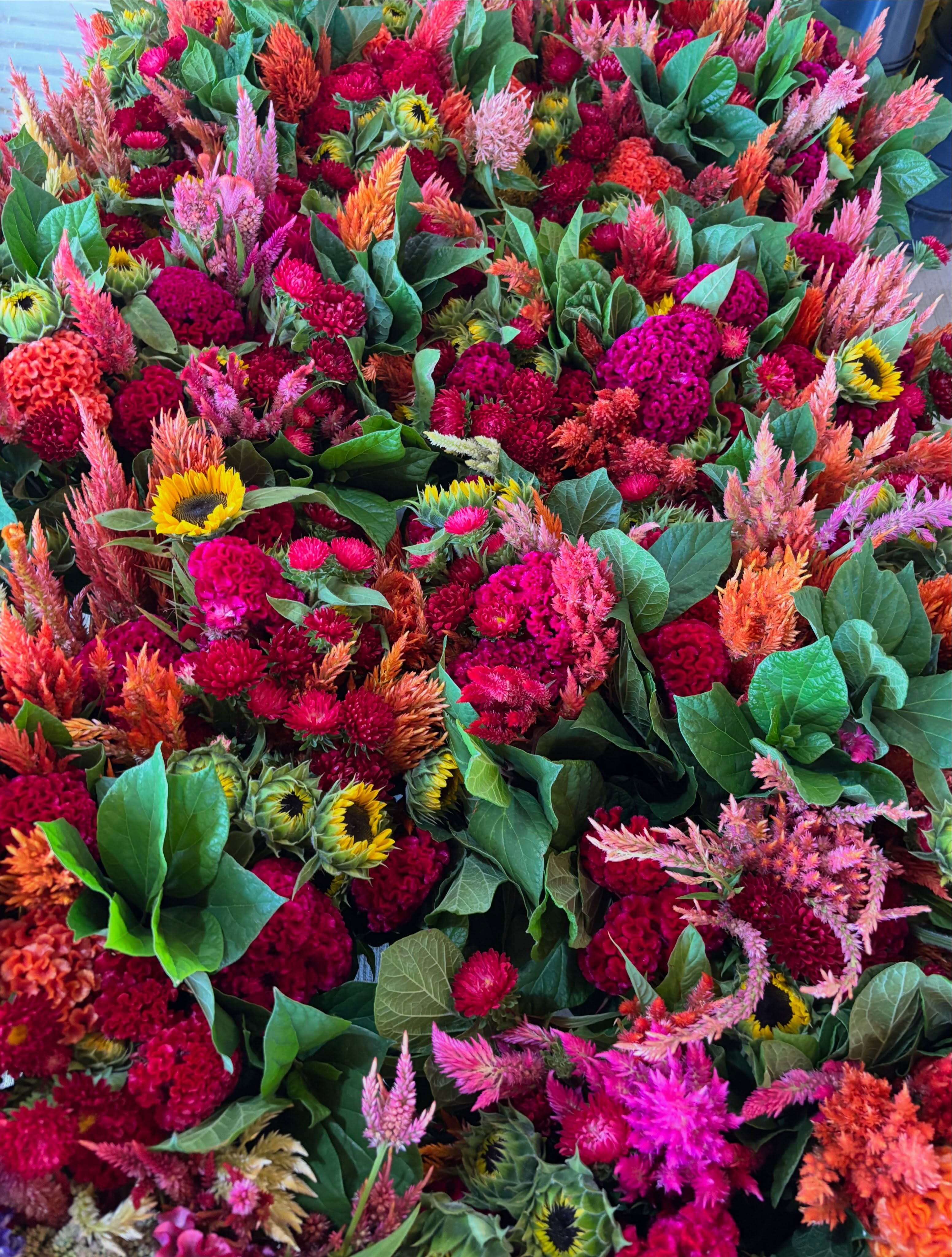 The Calycanthis came with the farm. Native Carolina Allspice had been planted around an old cistern many years before we took over stewarding this beautiful land. We use this crisp green all year long in event work and special orders. I picked a big bucket for today’s September Splendor. Don’t you like be how it makes the vibrant colors shine?
Need a bouquet?
September Splendor
Saturday September 12, 9am-2pm
2428 Walnut Bottom Road Carlisle