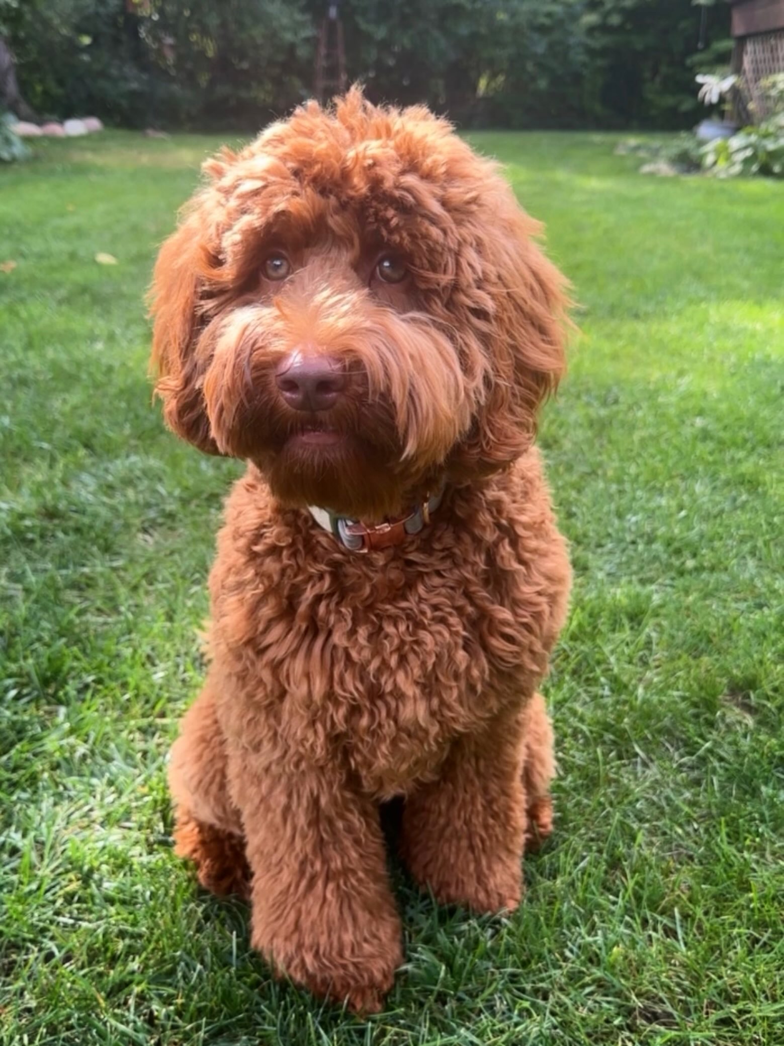 Milo was our holdback from our Lexi and Flynn’s retirement litter. He’s loving his life in his wonderful guardian home with our boy Domingo! Growing up so handsome !
.
.
#goodlooking #australianlabradoodle #southmittenlabradoodles #labradoodle #australianlabradoodlepuppy