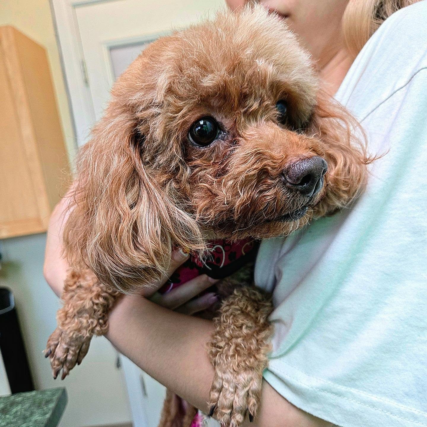 🐶🤎 Chili said: “Sit still? Absolutely NOT!” 😂💨
Our adorable brown Mini Poodle Chili came in today for a checkup on her ears 🩺👂🐾 — but she had way too much energy to stay in one place!
She was running around the exam room, pulling on her leash, and scrambling her little feet across the floor like she was ready for a race! 😂🐾💨
Trying to get Chili to slow down for her ear check was definitely a workout! 😆🤎
💬 Does your dog turn the vet clinic into a zoomie track too? 😂👇
#minipoodle #poodlelife #vancouverpets #dogsofvancouver #pacificpetclinic