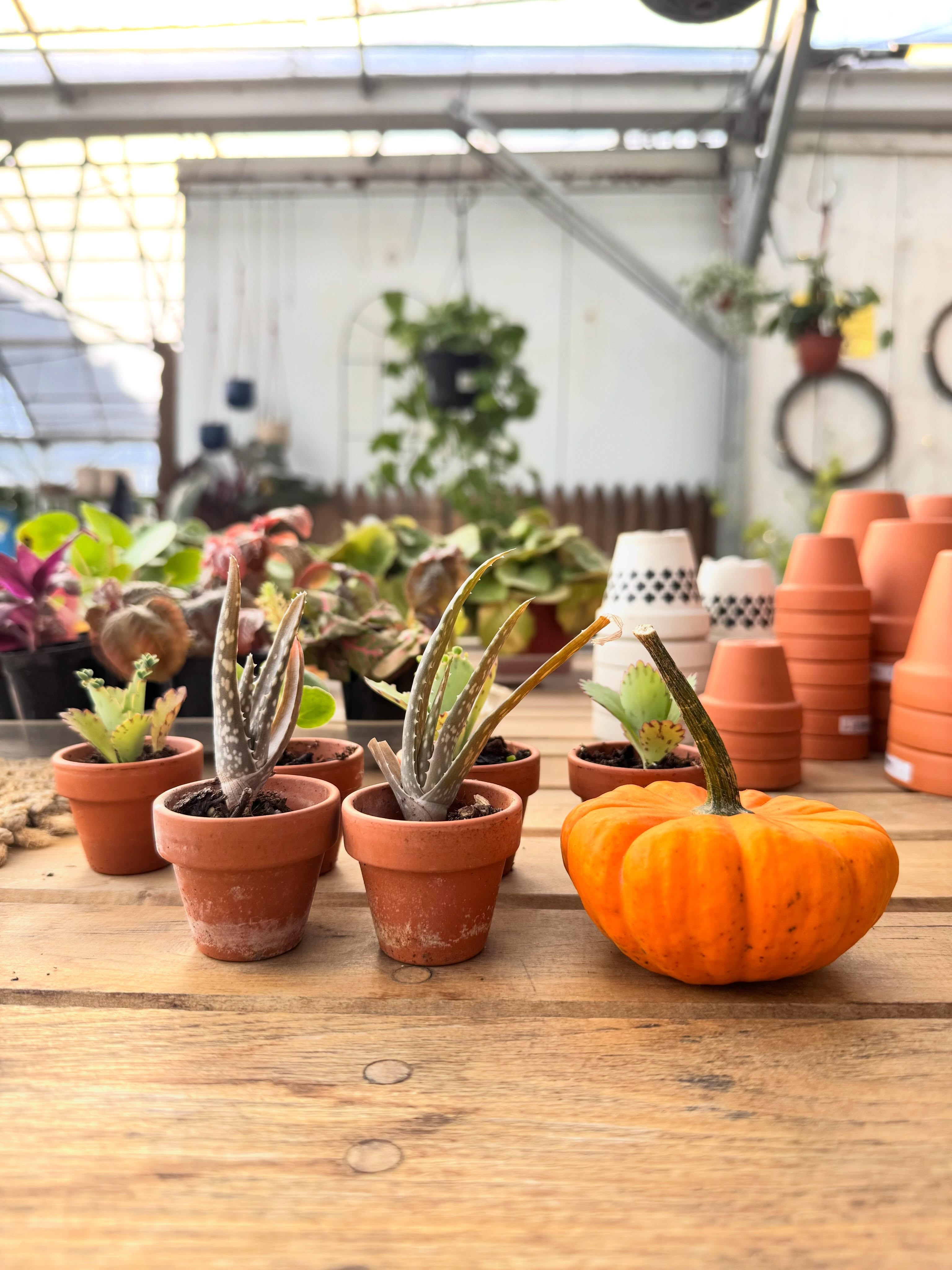 Tiny pumpkins and tiny plants 🧡