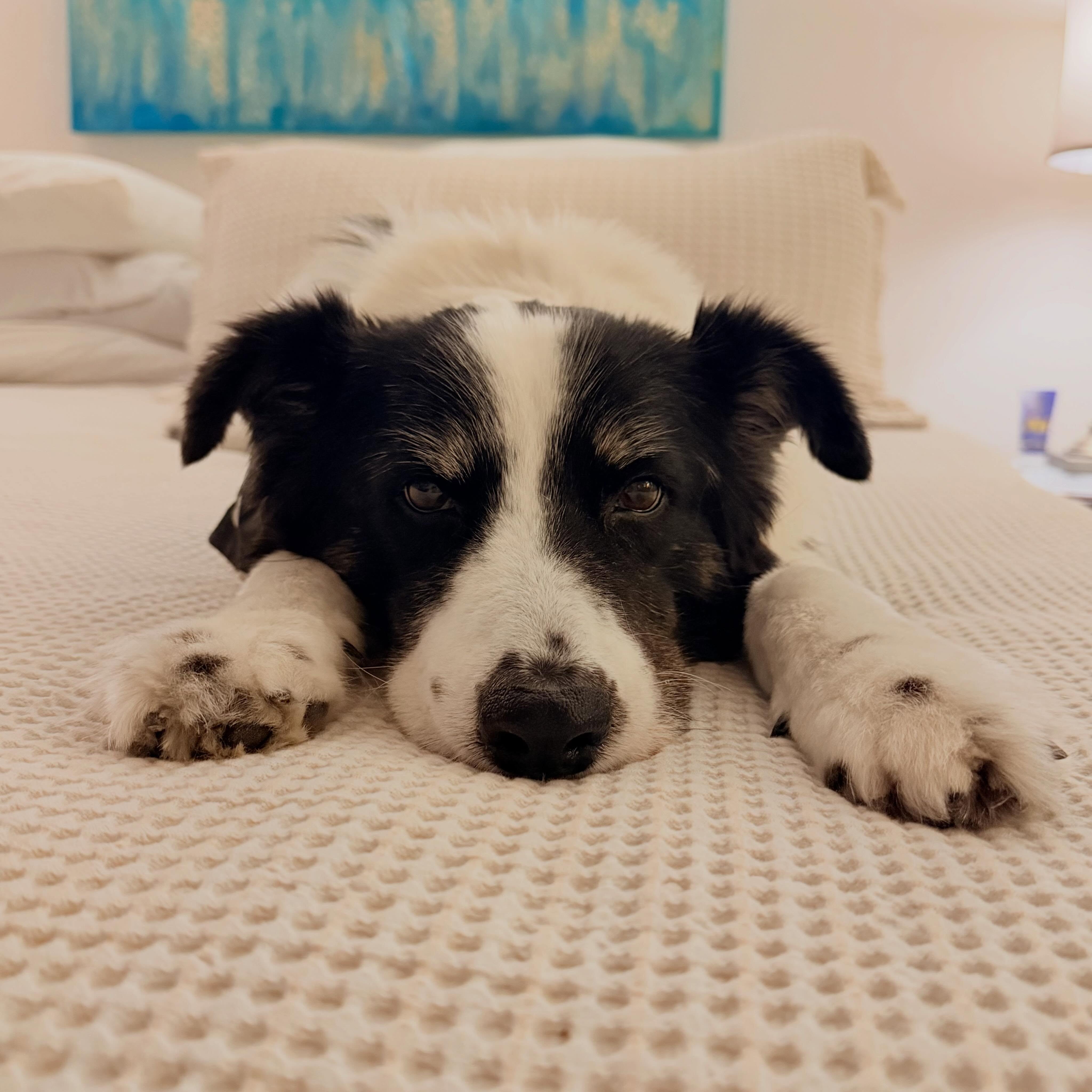 Let’s reintroduce Mary
Stranded border collie in 2019
At cemetery
Broken Leg
Flea infested
Heart worms
… fast forward
I scooped her up after my Aunt Mary’s funeral…
She was so happy to get in my car
We drove at night 3.5 hours home
Vet visit 🐾she’s healthy now
Mary is amazing, affectionate, smart, funny , deeply sweet
Every night 8:30 pm
She very loves her Netflix chill or YouTube documentaries
She also likes @fleetwoodmac & @coldplay
#rescuedoggo
#bordercollieofinstagram
#hellomary
#sharonleezapata
Let’s reintroduce Mary
Stranded border collie in 2019
At cemetery
Broken Leg
Flea infested
Heart worms
… fast forward
I scooped her up after my Aunt Mary’s funeral…
She was so happy to get in my car
We drove at night 3.5 hours home
Vet visit 🐾she’s healthy now
Mary is amazing, affectionate, smart, funny , deeply sweet
Every night 8:30 pm
She very loves her Netflix chill or YouTube documentaries
She also likes @fleetwoodmac & @coldplay
#rescuedoggo
#bordercollieofinstagram
#hellomary
#sharonleezapata
Let’s reintroduce Mary
Stranded border collie in 2019
At cemetery
Broken Leg
Flea infested
Heart worms
… fast forward
I scooped her up after my Aunt Mary’s funeral…
She was so happy to get in my car
We drove at night 3.5 hours home
Vet visit 🐾she’s healthy now
Mary is amazing, affectionate, smart, funny , deeply sweet
Every night 8:30 pm
She very loves her Netflix chill or YouTube documentaries
She also likes @fleetwoodmac & @coldplay
#rescuedoggo
#bordercollieofinstagram
#hellomary
#sharonleezapata