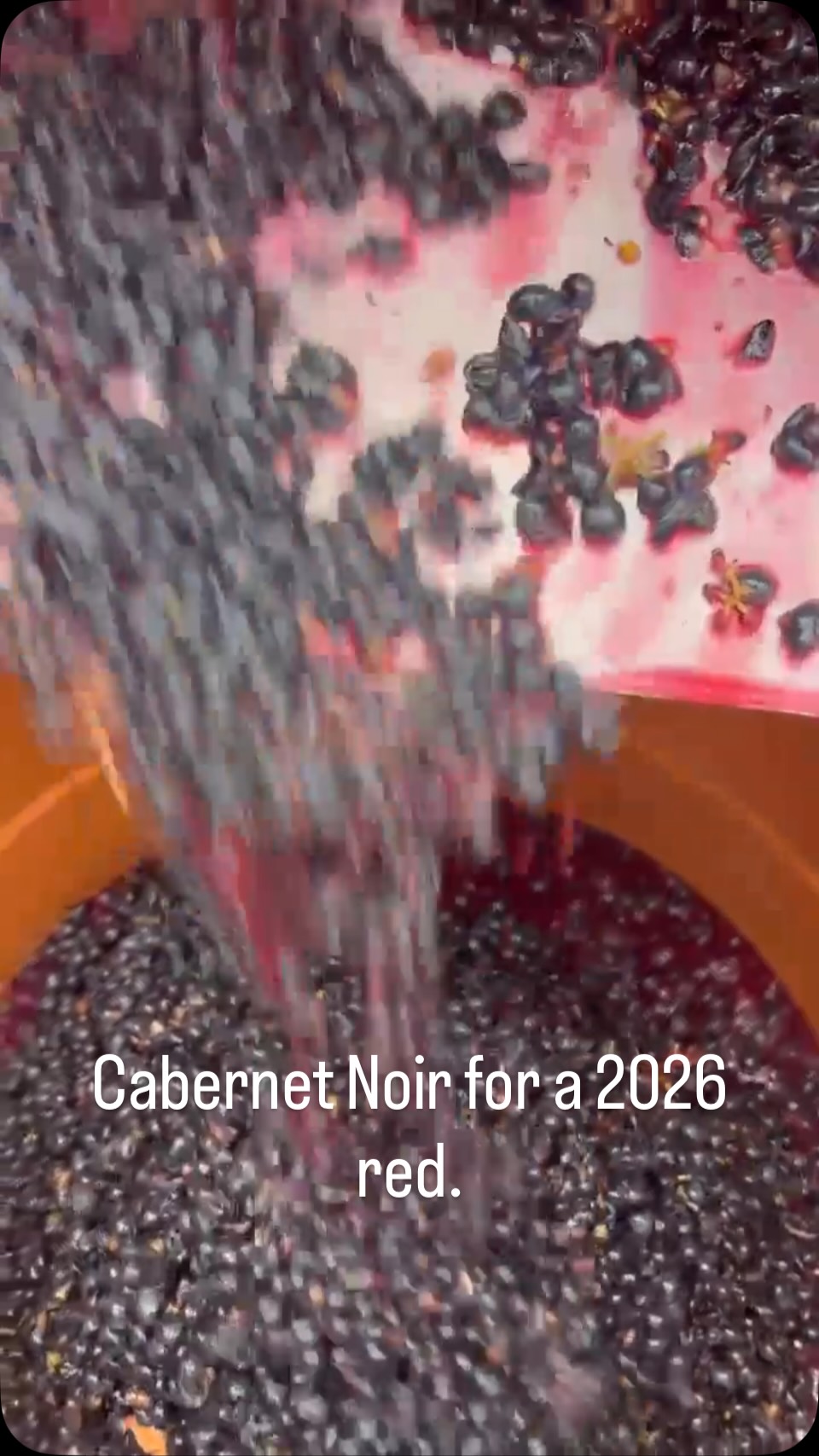 A tiny harvest, and a family effort! 🍇🍷
The rest of our young Cab Noir — a Piwi, disease-resistant hybrid that we’re still experimenting with — was picked and crushed on Thursday by Ned and Paula.
This small crop is destined to become a varietal red, made here as part of the next generation’s growing adventures in the Oatley micro-winery. ❤️🍷