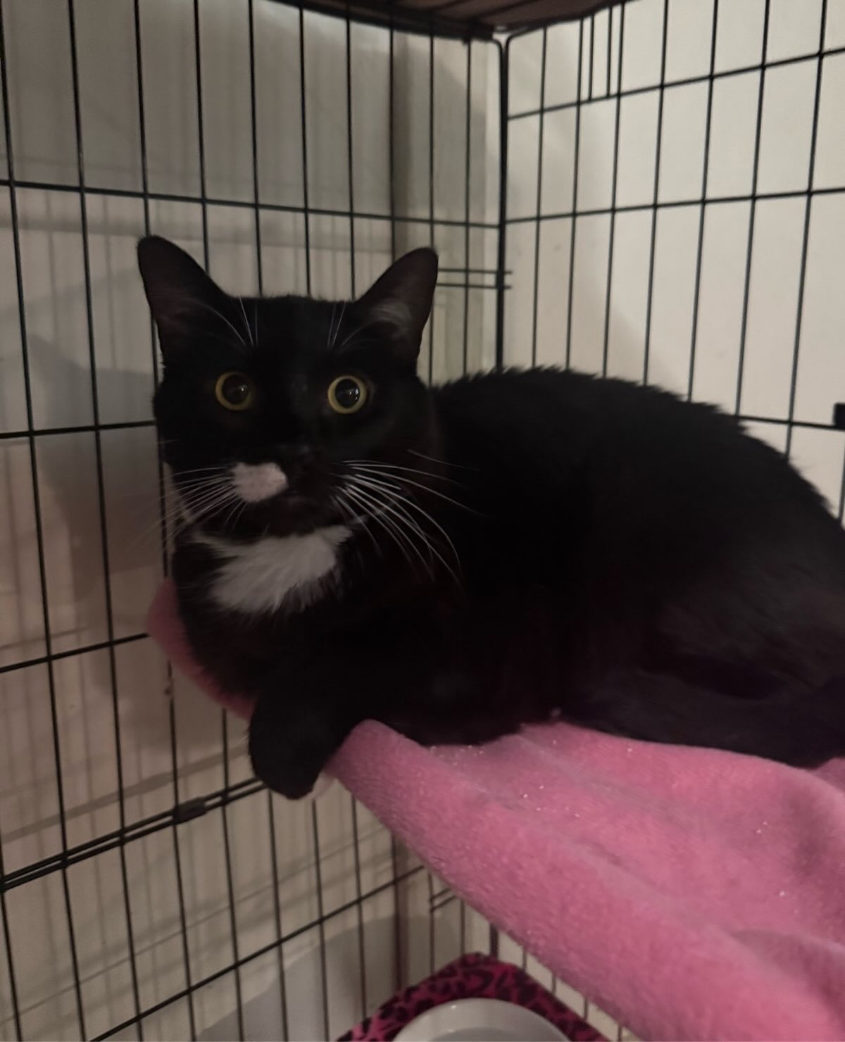 This is Lou. He is a big, beautiful boy. He came in with his brothers. He is 5 years old. He has a soft coat, is quiet, and gentle.