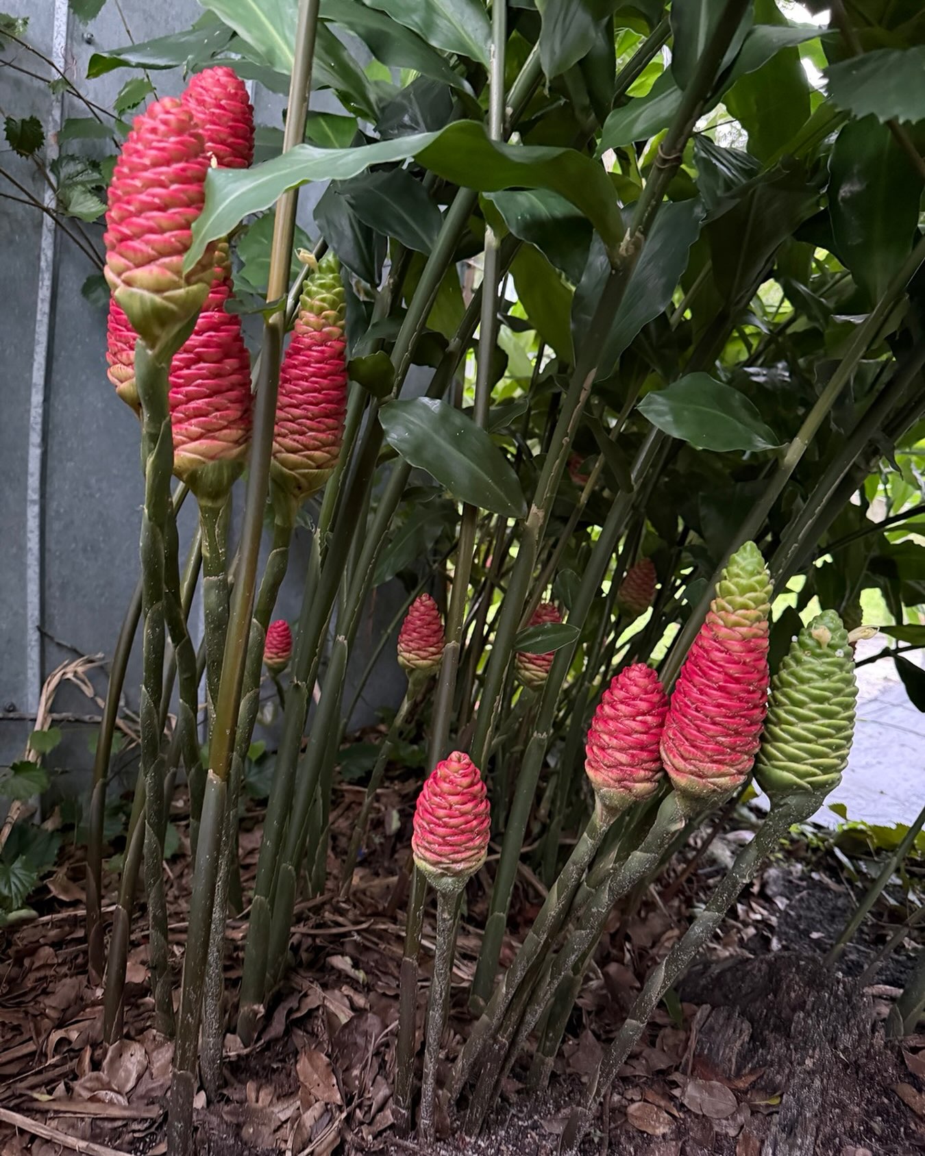 Shampoo Ginger going strong.