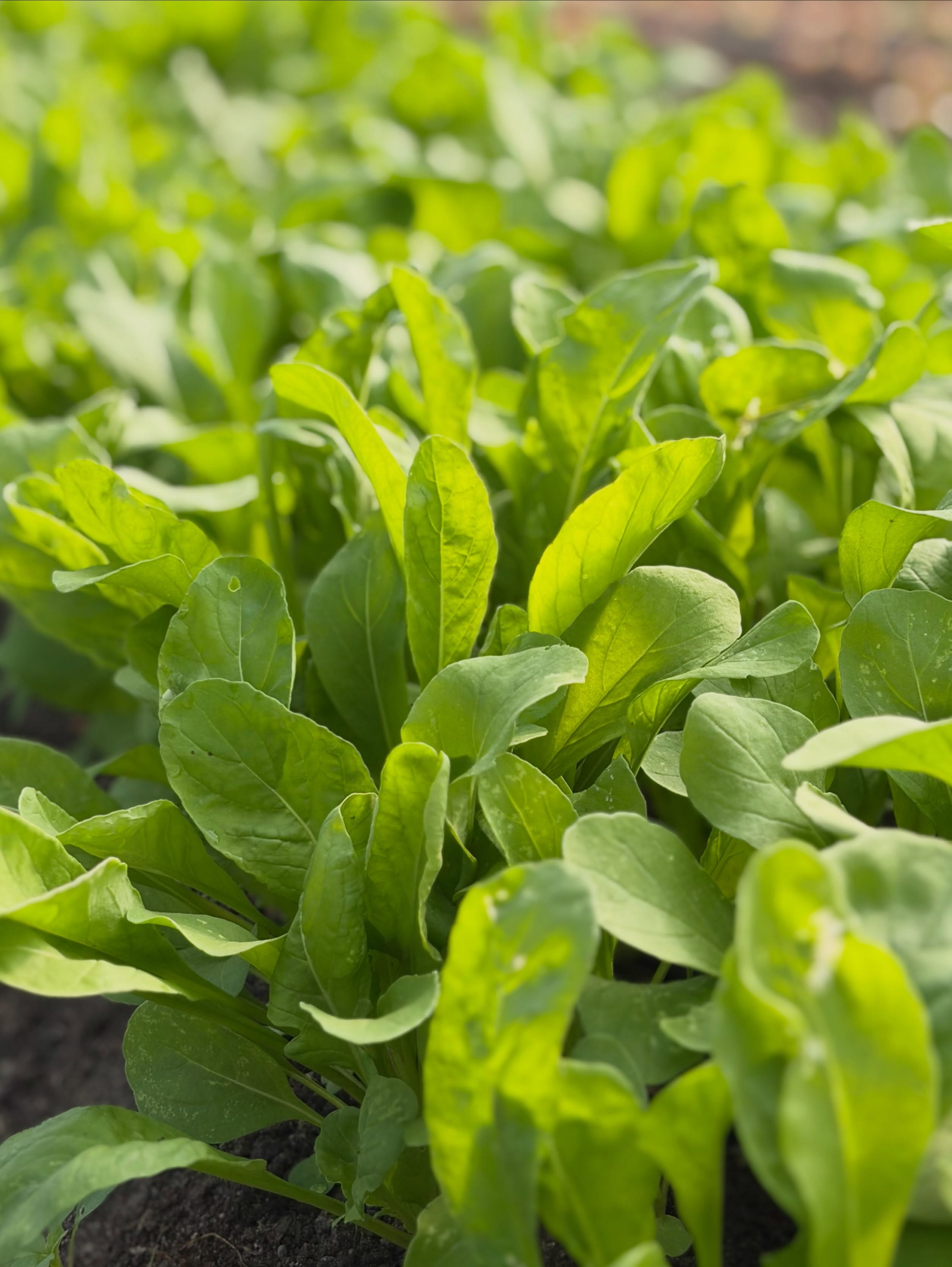 Fresh ✅ Local ✅ Organic ✅
Produce this week:
-Tomatoes (slicers and cherries)
-Eggplant (assorted)
-Peppers (assorted)
-Green beans
-Easter Egg Radishes
-French Breakfast Radishes
-Purple Top Turnips
-Spicy salad mix
-Arugula
-Swiss chard
-Parsley
-Leeks
-Onions
-Garlic