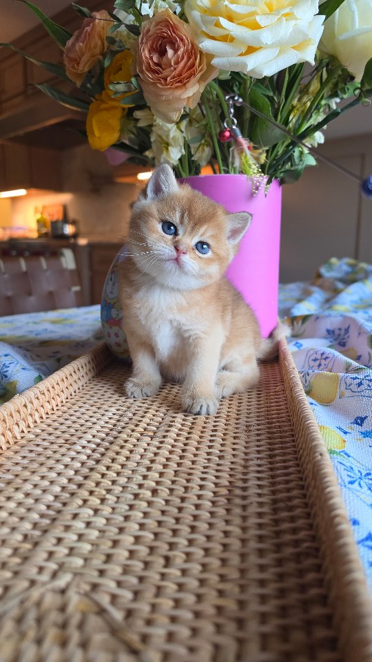 โผ๏ธ Little VIKING is now listed on our website and is available for reservationsโผ๏ธ ๐ right in time for the holidays! ๐ Visit us on the web www.BritishKittens.co โจ๏ธ๐งจ
#britishcats #britishshorthair #newpet #Cheshirecat #kittens