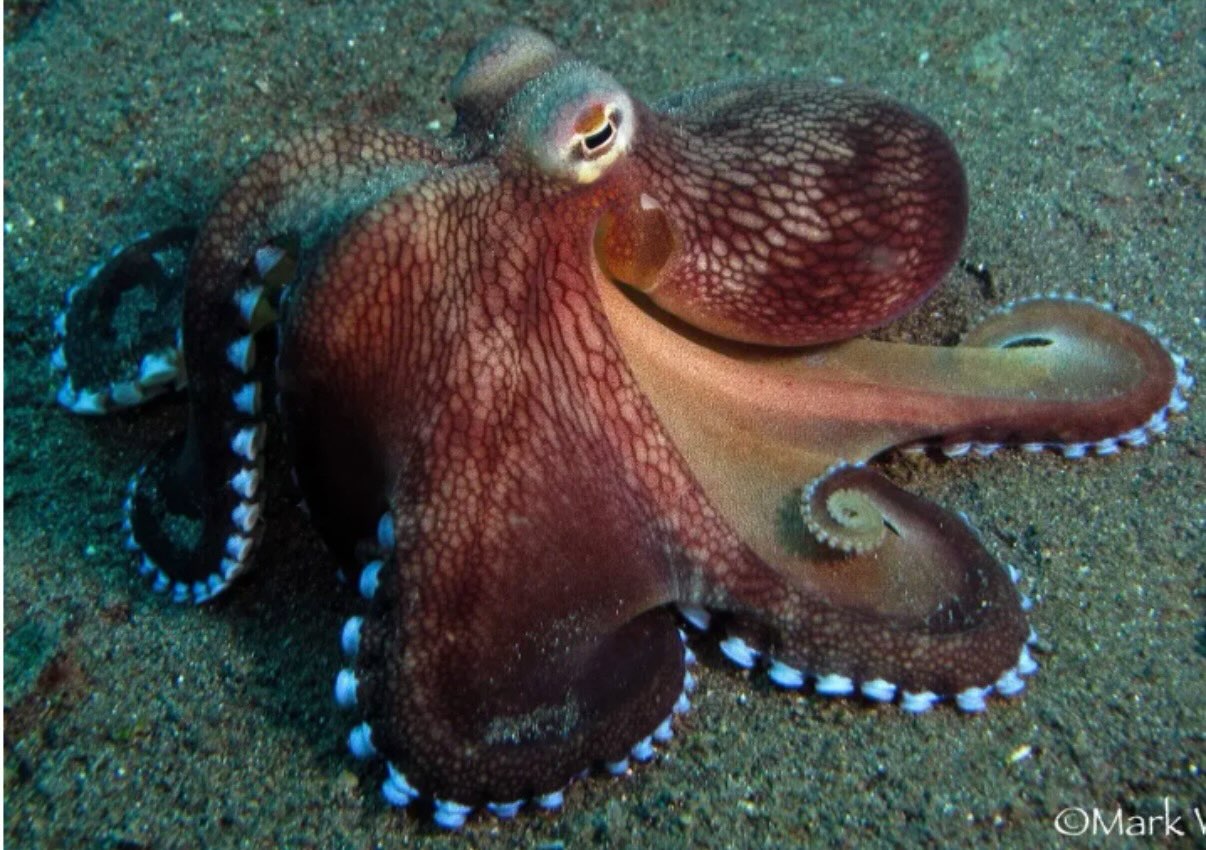 Did you know that octopuses have blue blood because they use a copper-containing protein called hemocyanin to transport oxygen? When hemocyanin binds oxygen, the copper gives the blood a blue color. In contrast, humans and most vertebrates use the iron-containing protein hemoglobin, which gives oxygenated blood its red color.
#FunFactFriday