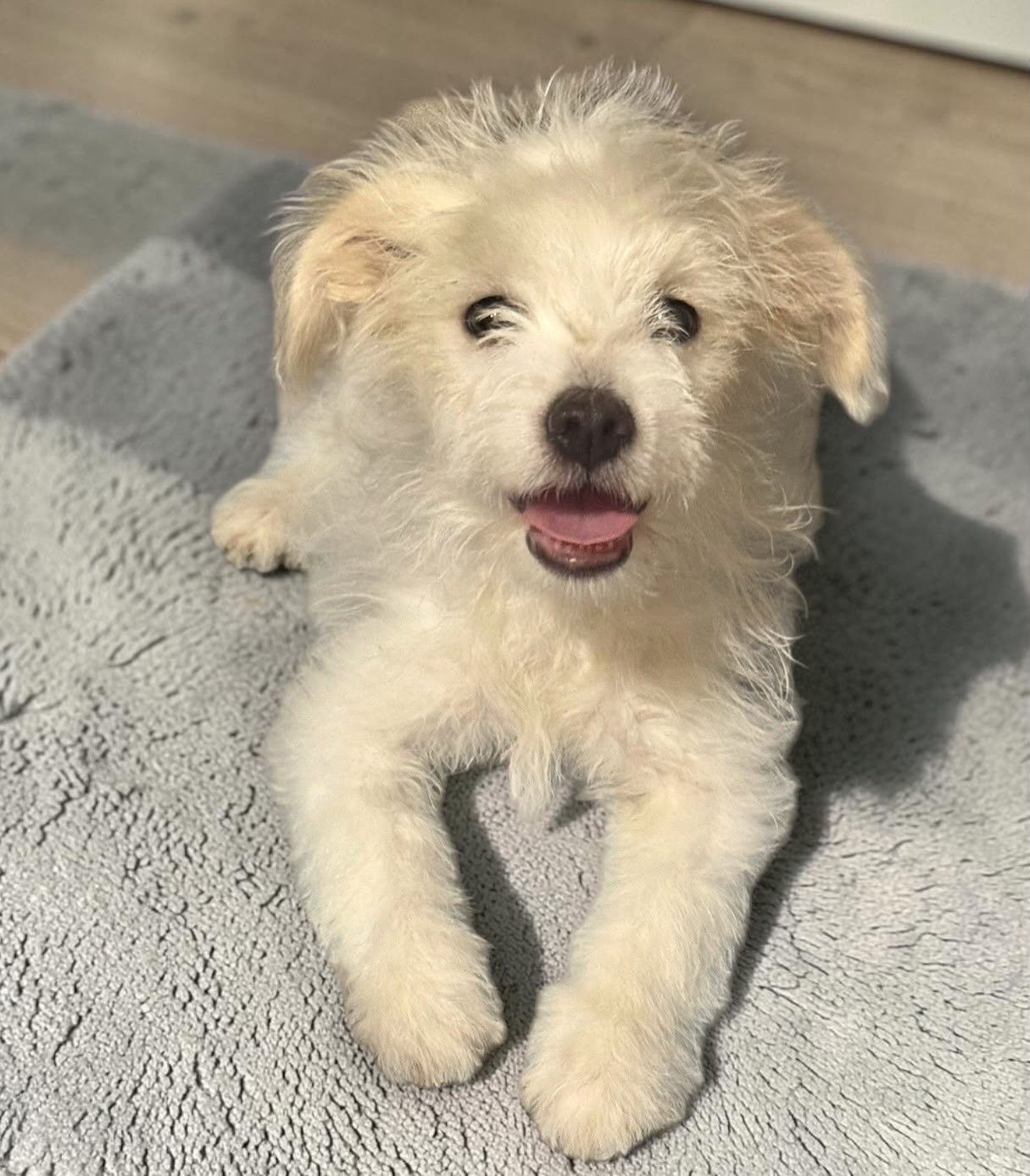 Some photos of our adorable rescue pups who are all medically vetted & ready for their Forever Homes! They're each @ 4 months old and weigh between 5-7 lbs. Every one is a small breed mix. πΆ
We rescued over 10 litters in the spring and have 8 more puppies in addition to these (who are still being medically vetted.) That is 22 ALMA RESCUE PUPS!!π«Ά
Please stay tuned for updates and PLEASE SHARE! We have FAITH, with your help, that we can find loving homes for all of these precious pups ππΌ
#rescuepuppies #adoptoceanside #rescuedisourfavoritebreed #savealifeadopt #almarescue