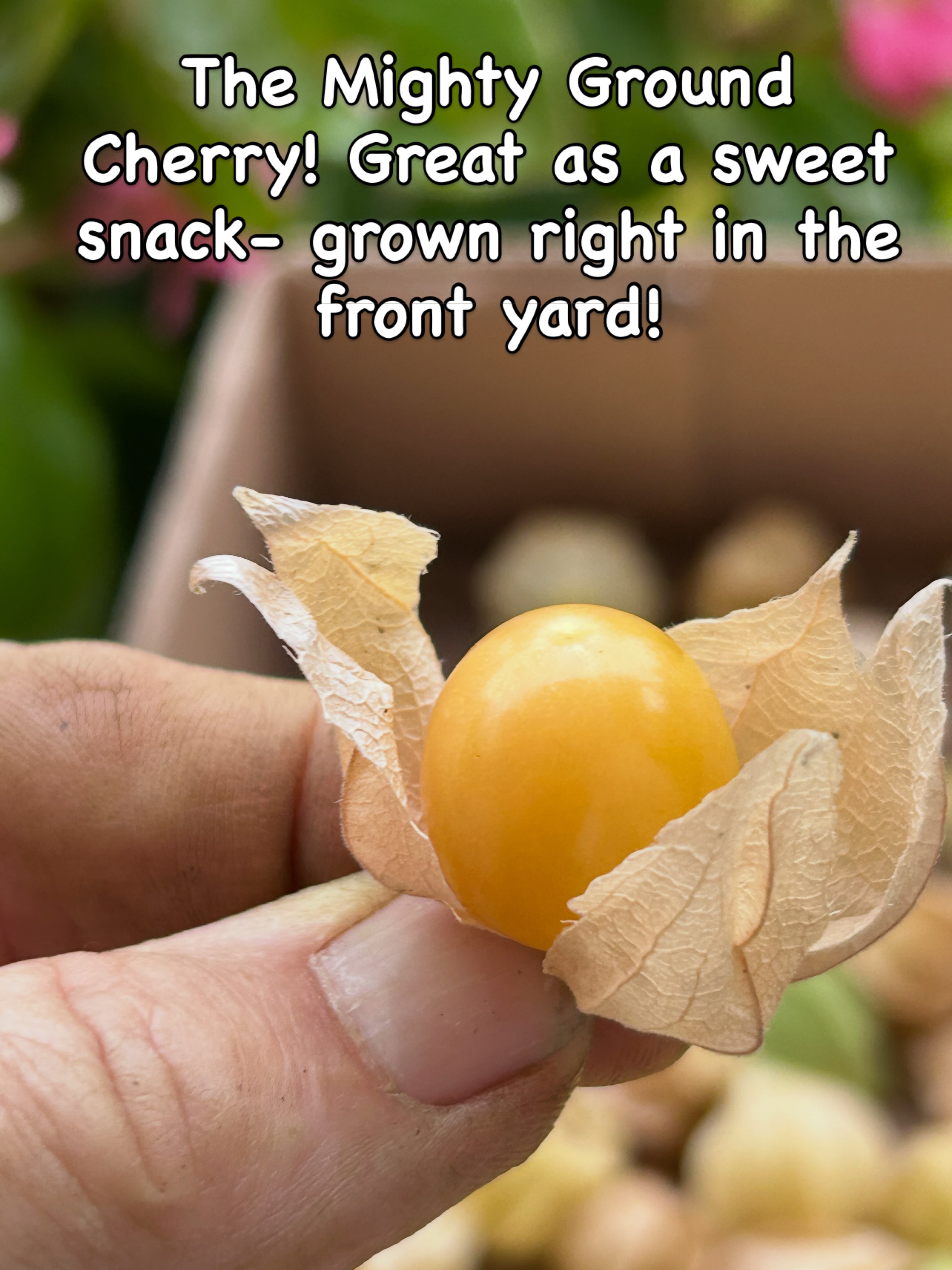 Please come see us at Pineridge Hollow Fall Fair this weekend -give the ground cherry a try (and pick up some seed starters for all your seed starting needs).