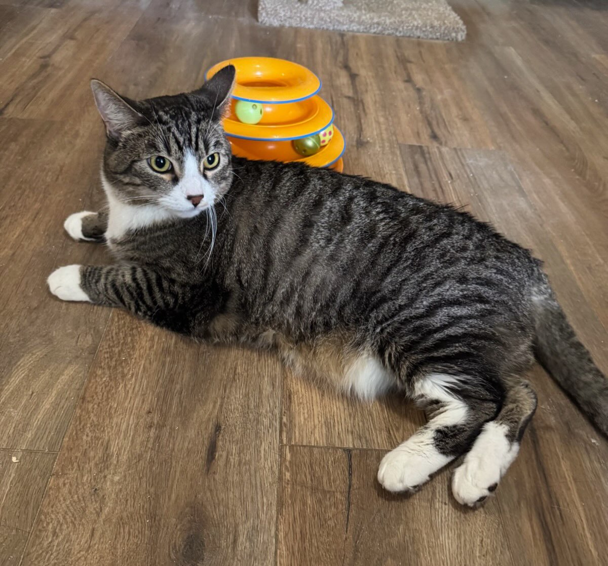 This is Snickers. He is a beautiful, 5 year old Tabby boy with nice white paws and bib. He is friendly and gentle. He came in with his two brothers. He like treats and likes to be next to his people.