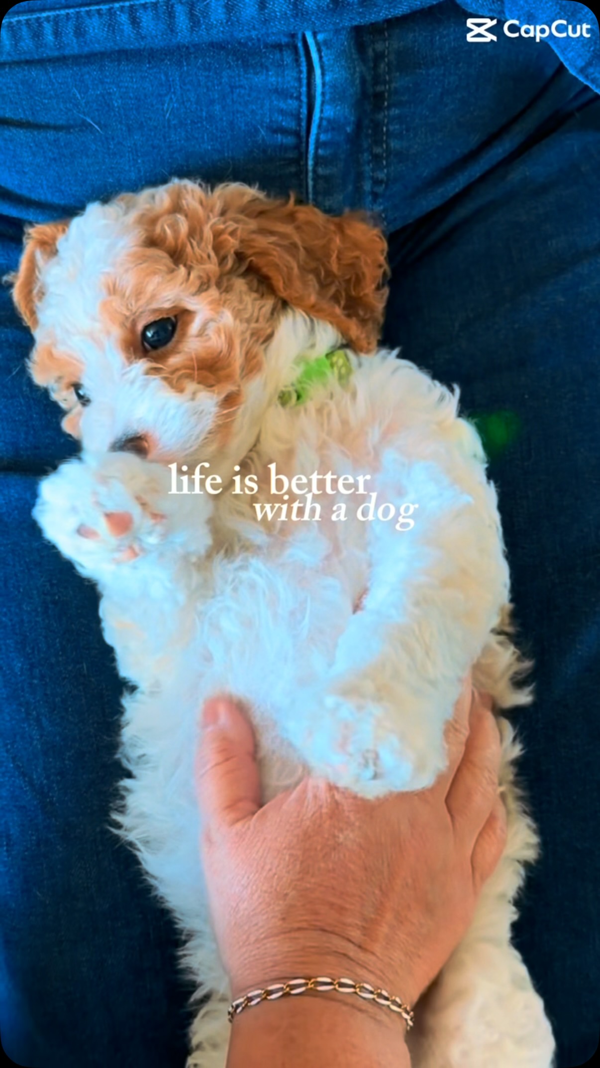 Come schedule a visit to see if this is your new best friend! #cavapoo #puppies #puppypawscolorado #doodlepuppy #puppylove