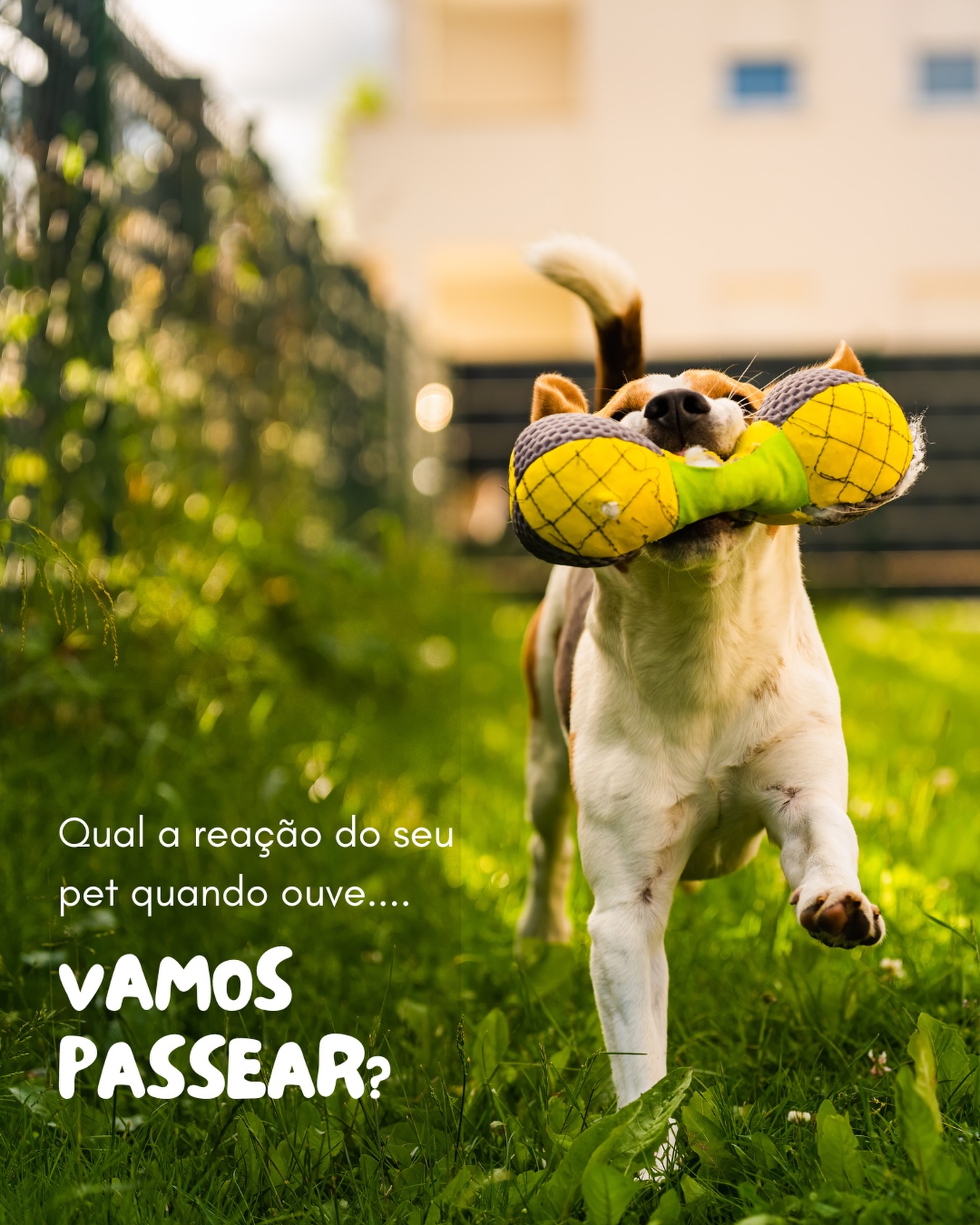Compartilha com a gente nos comentários?
#dicaspet #amorpet #cuidadopet #memepet #petpassear