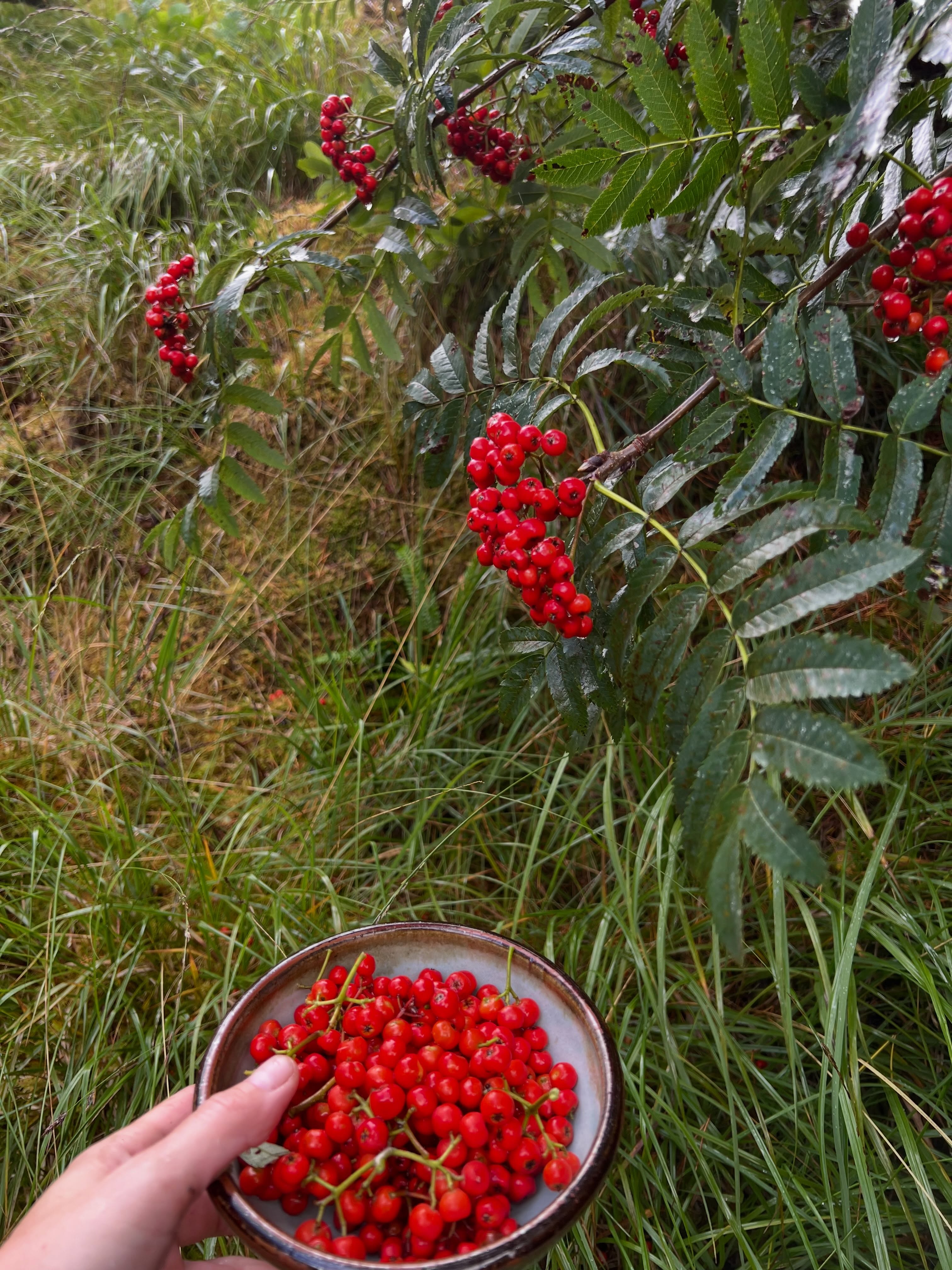 caor /kɯːr/
boir. gin. -a, iol. -an
unspecific term for a globular red, red-hot or agitated mass, incl. 1 red round berry or cluster of berries (esp. rowan berry) 2 drop (of liquid) 3 (red-hot) mass of metal 4 ball of fire (e.g. a thunderbolt or meteor) 5 blaze of fire, firebrand 6 live coal, glowing ember 7 phosphorescent sea foam 8 school/shoal of fish
A rowan berry necklace brought from the croft with love to wear for luck.
#gaidhlig
#waysofseeing
#rowanberry
#necklace