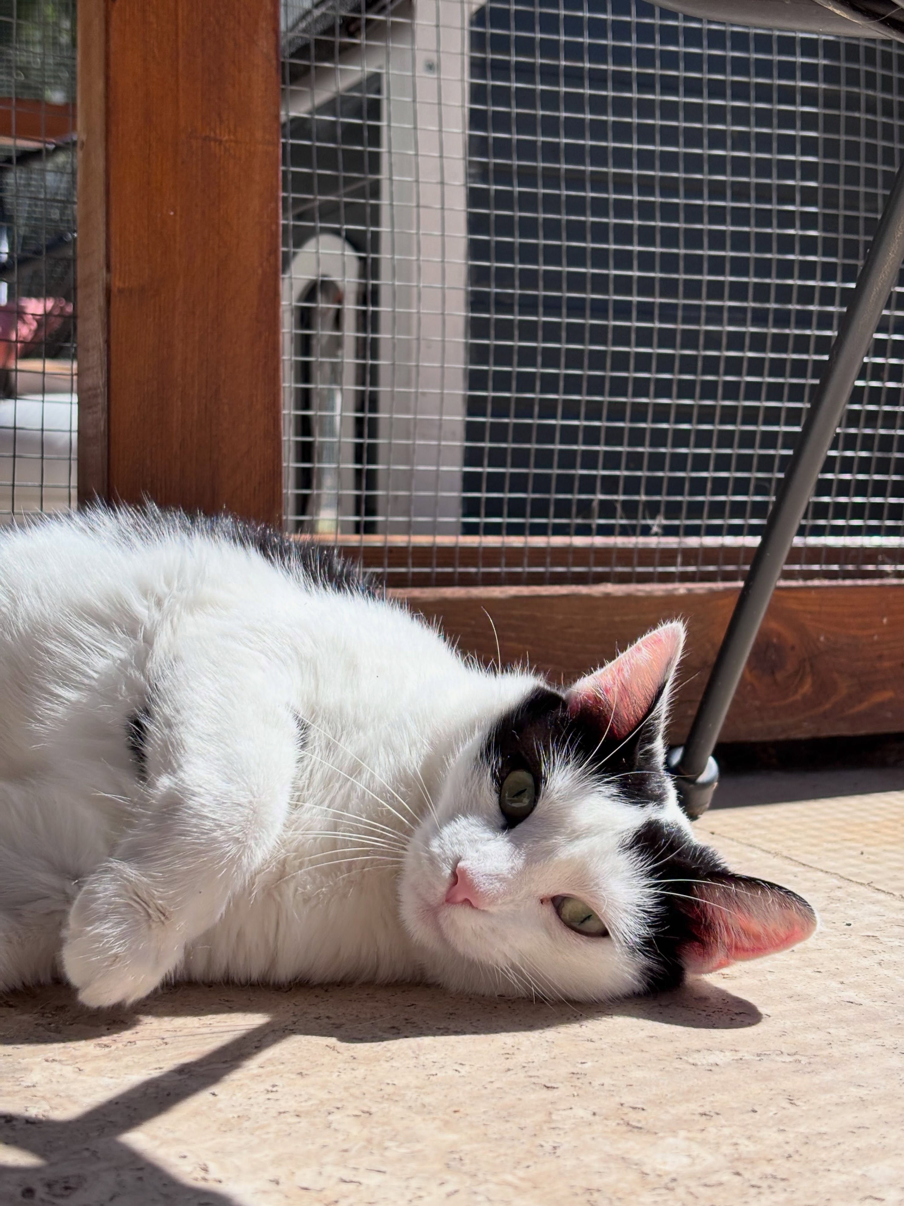 Cette semaine, nous avons eu plusieurs de nos pensionnaires tout noir ou noir et blanc alors nous les mettons sur le devant de la scène aujourd’hui 📸
Vespa, Pixel, Salsa, Umbra, Minnie et Cerseï 🐱
#cat #cats_of_instagram #blackandwhite #pensionpourchats #hotelpourchats