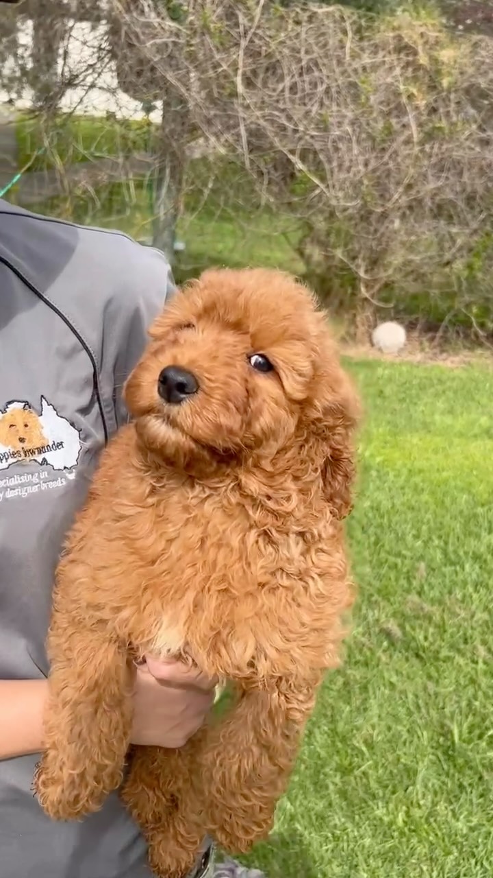 Cuteness turned all the way up, Clover the F1B Mini Groodle girl is already stealing hearts with her soft curls and sweet nature ✨🐾
Born 2 July 2026 to Thedora and Radford, she’s gentle, playful, and raised with love.
Microchip: 956000019529552 • Source: BR100575.
#MiniGroodleMagic #FluffyJoy #FutureBestMate #puppiesdownunder