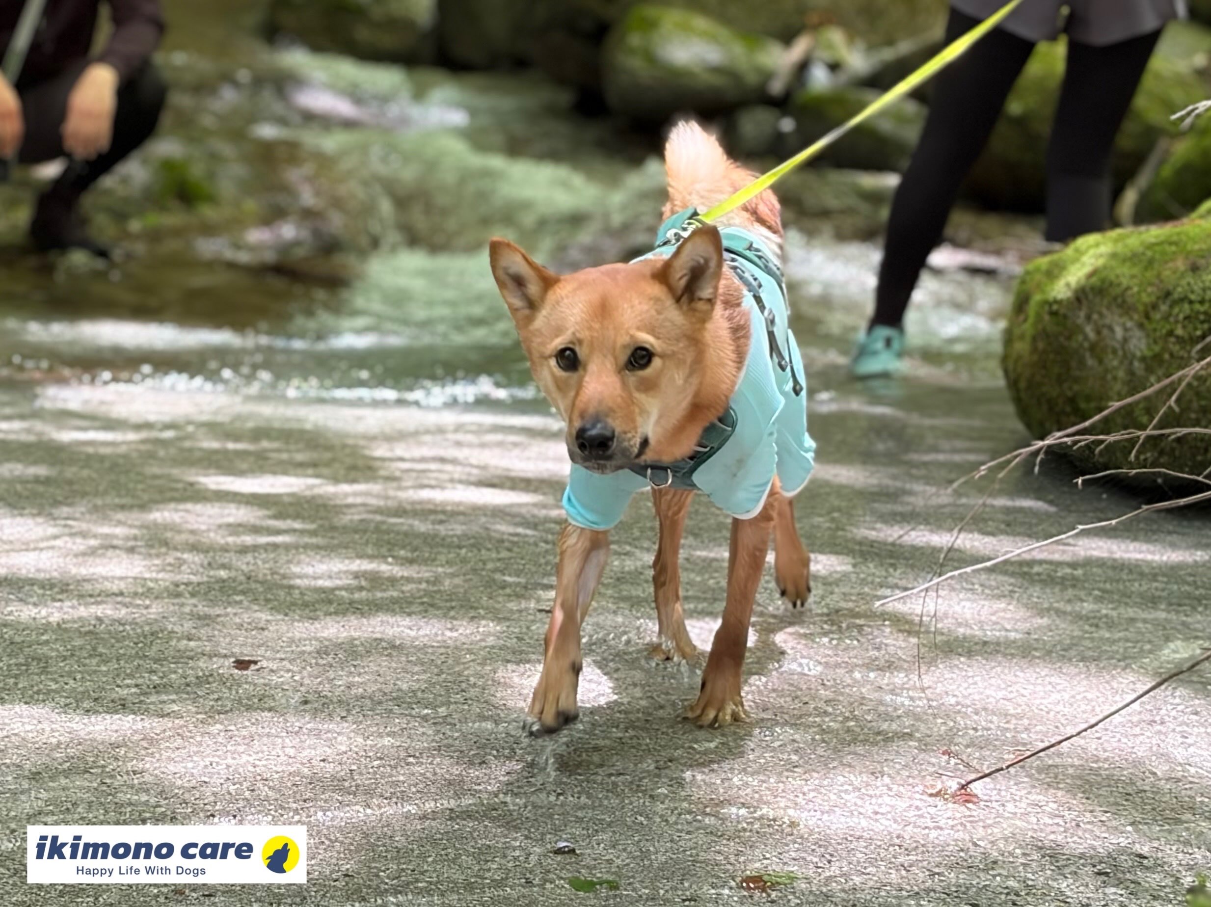 .
夏の森林浴と沢めぐりの犬旅🐾
今回はドッグトラベリングガイドサービスの様子を投稿します!
当日は最高の天気で晴れ🌞
都市部は灼熱が襲ってましたが、森と清流の沢の自然を満喫してきました!
登山ではなく自然満喫のトレッキングなので、普通に散歩へ行っている犬、人ならば誰でも安全に楽しく行けるコース設定になってます。
所要時間は約5時間。(休憩含め)
あなたの愛犬とのんびり森と綺麗な沢を楽しめます。
ドッグトラベリングのテーマは
『犬が本当に喜ぶ場所への旅🐾』
今回の犬友のぽん酢もご家族様がいて安心して楽しんでいる様子。
大自然を満喫してくれてこれもご家族が一緒だったからと思います。
ショートムービー近日UPします🎥
ーーーーーーーーーーーーーーーーーーーーーーーーーーーー
ぽん酢のオーナー様は東京都府中市にてBe Wanself( @bewanself )犬の保育園経営されてます。
府中市の方は要チェックです!!
そして、Be Wanselfの園生限定のツアーをこの沢で開催します!
ーーーーーーーーーーーーーーーーーーーーーーーーーーーー
.
.
.
#HappyLifeWithDogs🐾
.
#ドッグトラベリングガイドサービス
#犬と自然に触れよう
#犬が本当に楽しめる旅行
#犬が本当に楽しめる場所へ
.
イキモノケア
完全予約制ペットケアサービス
⚫︎サービス一覧⚫︎
・ドッグトラベリングサービス®︎
(愛犬旅行代行サービス )
・ドッグトラベリングガイドサービス
(プライベートガイドサービス)
・ドックトラベリングツアー
(少人数限定の犬と楽しめるツアー)
・ドックシッターサービス
・ペットシッターサービス
・ペットタクシーサービス
(各種送迎代行サービス)
.
~ご対応エリア~
東京都 神奈川県
その他エリアもご相談ください。
.
初回&トライアル期間
30%OFFキャンペーン中
.
ご予約制のサービスにて、先着順となっております。
ご希望の日程などがありましたらお早めにご予約お願いいたします。
ご依頼、お問合せはホームページかインスタのメッセージからお願いいたします🐾