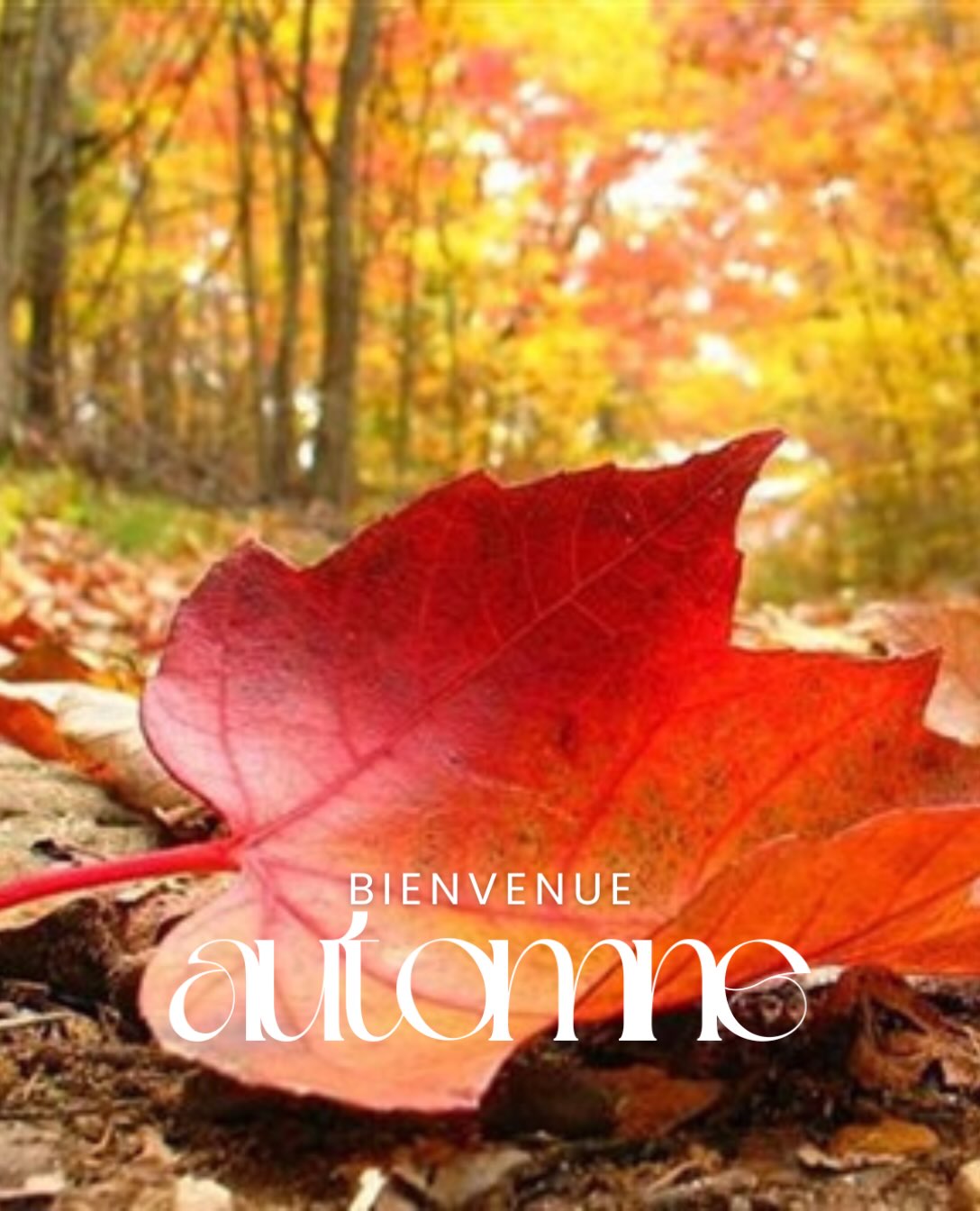 🍂 Bienvenue à l’automne… la saison du retour à soi. 🍁
Avec l’arrivée de l’automne, la nature ralentit son rythme… et c’est une belle invitation à faire de même.
Les journées raccourcissent, les températures deviennent plus fraîches et notre organisme a besoin de s’adapter. C’est le moment idéal pour prendre soin de soi, ralentir et recharger ses batteries.
✨ Accordez-vous des instants de douceur :
💆♀️ Offrez-vous un massage pour relâcher les tensions.
🌿 Retrouvez votre équilibre grâce à la réflexologie plantaire.
🧘 Apaisez votre esprit avec la sophro-relaxation.
🥕 Privilégiez une alimentation de saison riche en nutriments.
😴 Prenez le temps de bien dormir et d’écouter votre corps.
L’automne nous rappelle que prendre soin de soi n’est pas un luxe, mais une nécessité pour traverser cette nouvelle saison avec sérénité et énergie.
Et vous, quel est votre petit rituel bien-être préféré lorsque l’automne s’installe ? 🍂💚
📍 Mathilde Villette Relax – Toulouse
Massages bien-être • Réflexologie plantaire • Sophro-relaxation • Sophro-massage • Kobido • Naturopathie
#Automne #BienEtre #MassageBienEtre #MassageToulouse ReflexologiePlantaire Sophrologie SophroRelaxation Kobido Naturopathie GestionDuStress Detente Sommeil Equilibre Toulouse #BienEtreToulouse Occitanie MathildeVilletteRelax