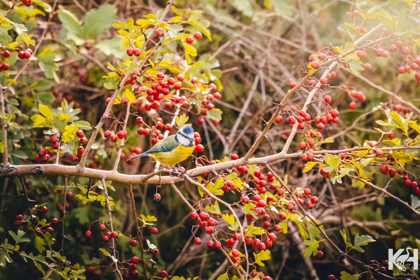 Wrapping up this autumn berry mini-series with a vibrant little Eurasian Blue Tit. 🌾 Bright yellow against the red hawthorn is always a winning combo.
Still taking things steady while recovering, but glad to finally get this whole set shared with you all. Which of the three berry portraits was your favorite this week?
#bluetit #eurasianbluetit #birdsofinstagram #ukwildlife #britishwildlife