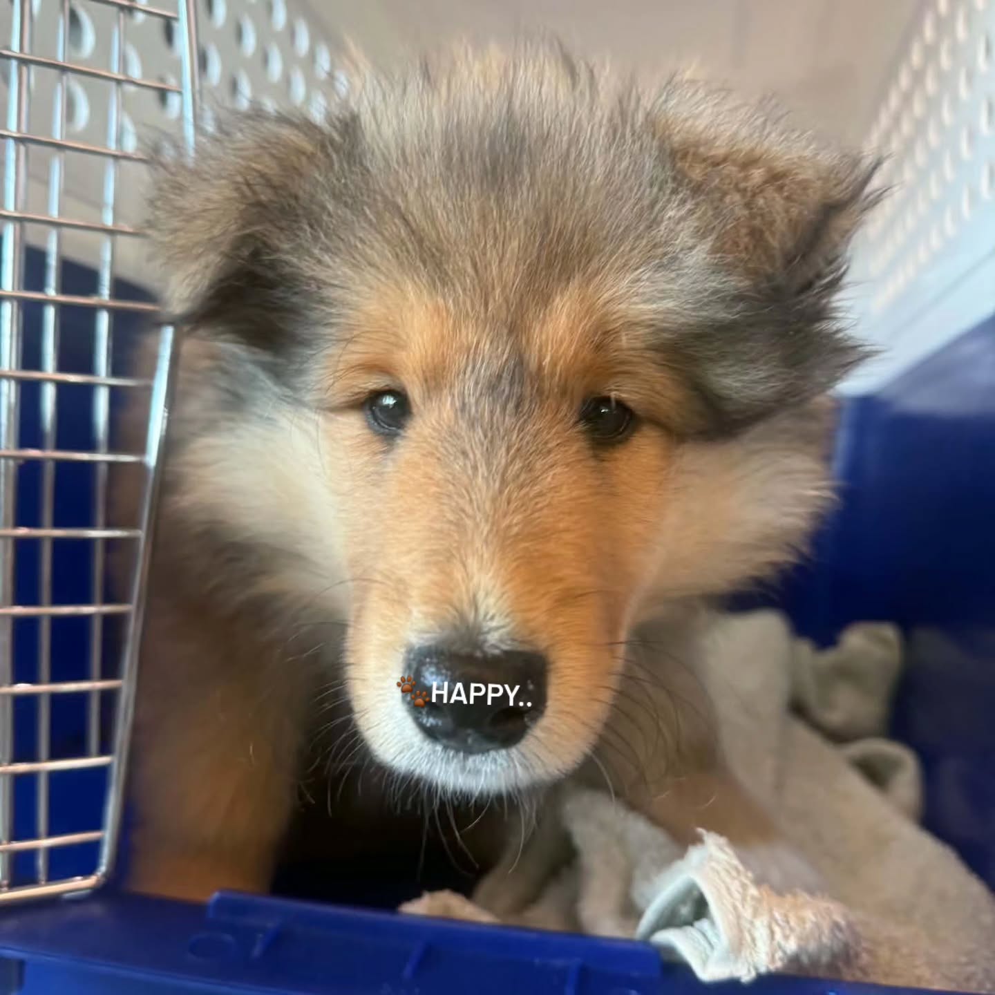Charlie the rough collie and little puppy girl are off to their new homes today in Christchurch🐾🛫
#toypoodle #roughcollie #puppylove #petflights #Hamiltonpettransport