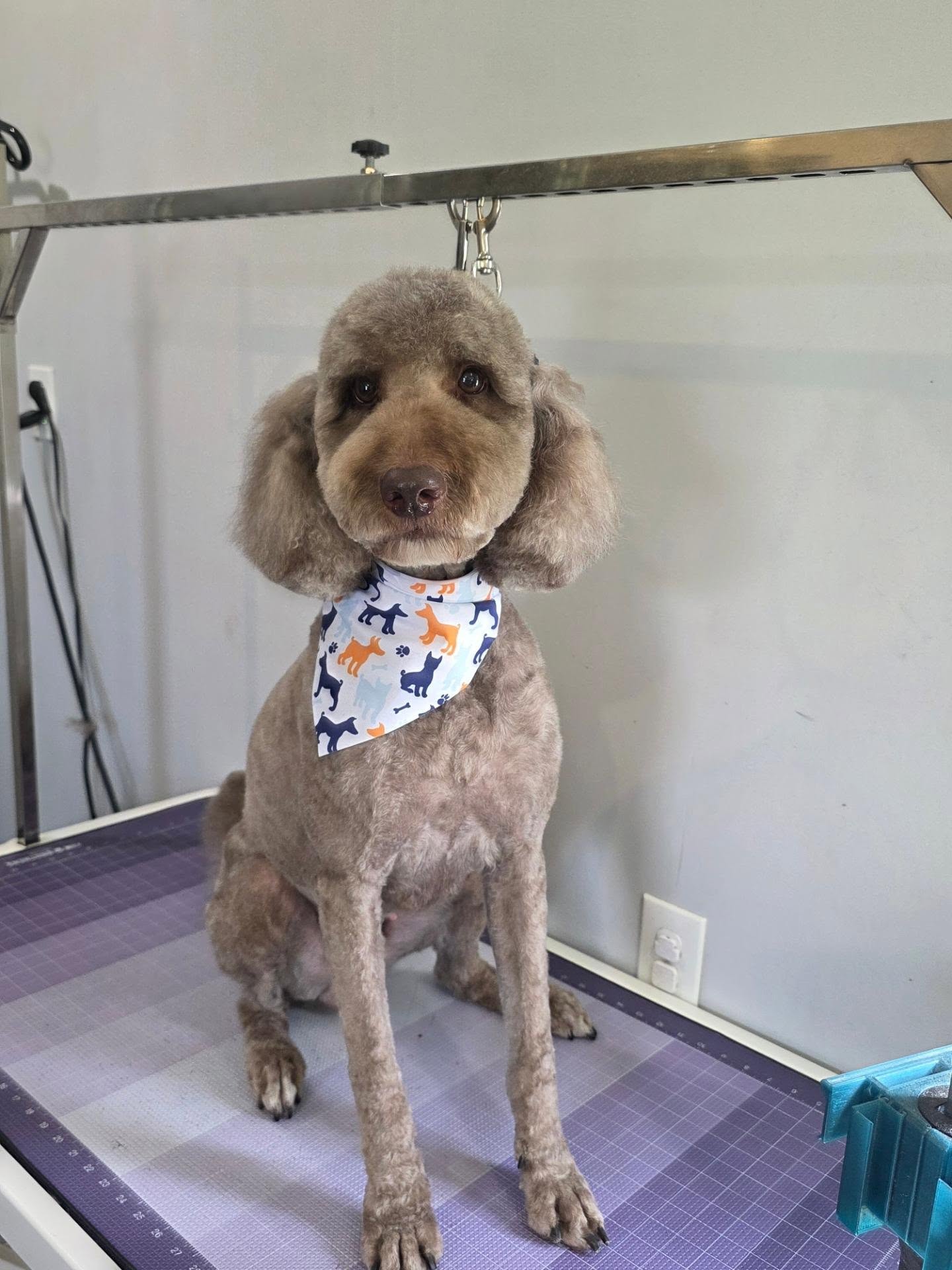 🫒 Miss. Olive 🫒
#tobysgroomingplace #goldendoodle #plantcityfl