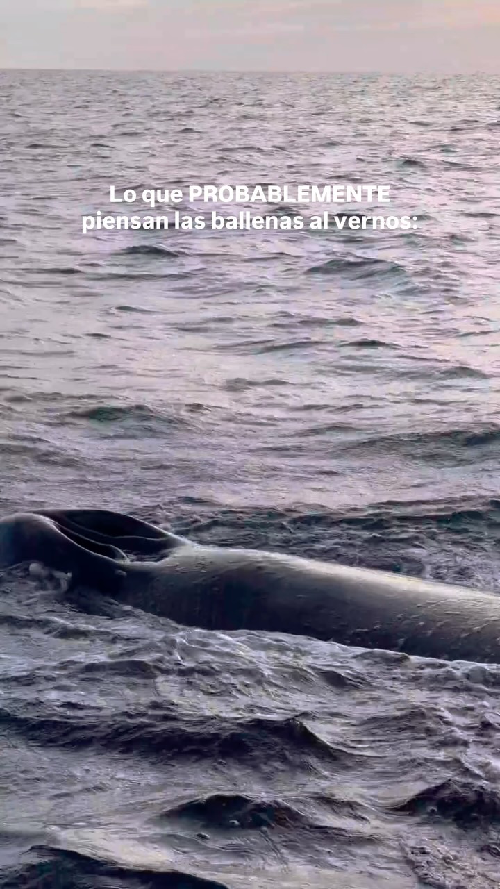 Nosotros: “¡una ballena, una ballena!” ✨
Ellas, probablemente: “otra vez una lancha llena de gente gritando” 😮💨
La verdad es que para nosotros cada avistamiento no dejaran de tener un fin educativo y de ciencia ciudadana. Tenemos una misión importante al brindarte información que pueda ser un granito de arena para un verdadero cambio en su conservación.
Así que si te arruinamos el día, ballena, al menos es por buena causa. 😂
— ENG —
Us: “A whale, a whale!” ✨
The whales, probably: “Another boat full of people screaming again” 😮💨
The truth is that for us, every watching tour has an educational and citizen science purpose. We have an important mission: to provide you with information that can be a small contribution toward real change in whale conservation.
So if we ruin your day, whale, at least it’s for a good cause. 😂
-
-
-
-
-
ballena jorobada, vida marina, océano, cetáceos, los cabos, avistamiento de ballenas, conservación marina, biología marina, especies marinas, educación ambiental, Los Cabos 2026, turismo México, ballenas en México, ecotours, tours responsables, happy whale, identificación de ballenas