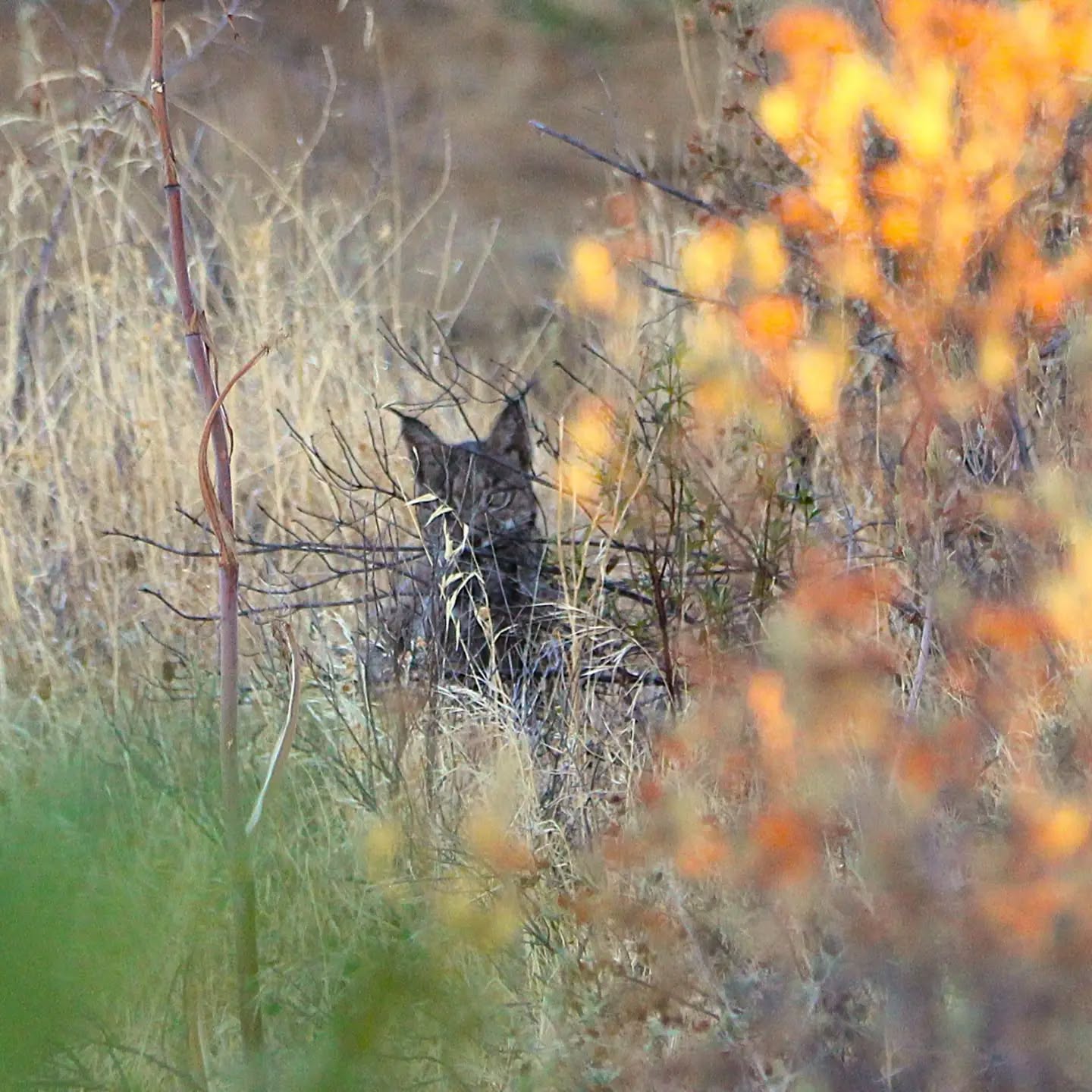 🇪🇸 Nos despedimos hoy con este joven lince, al que hemos observado durante nuestro safari en el Valle del Río Guarrizas (Jaén).
Tras cazar un conejo silvestre en un espacio abierto, buscó refugio entre la vegetación para disfrutar tranquilamente de su presa.
Ahora, con la barriga llena, toca descansar bajo esta preciosa luna.
¡Buenas noches desde el territorio del lince ibérico! 🐾
Más información y reservas:
www.lyncisecoturismo.com
lyncisecoturismo@gmail.com
(+34) 603 90 74 35
🇬🇧 Today we say goodbye with this young Iberian lynx, which we had the chance to observe during our safari in the Guarrizas River Valley (Jaén).
After hunting a wild rabbit in an open area, it sought shelter among the vegetation to enjoy its prey undisturbed.
Now, with a full belly, it’s time to rest beneath this beautiful moon.
Good night from the territory of the Iberian lynx! 🐾
#iberianlynxsafaris #GuarrizasRiverValley #Uniqueexperiences #Exclusivesafaris