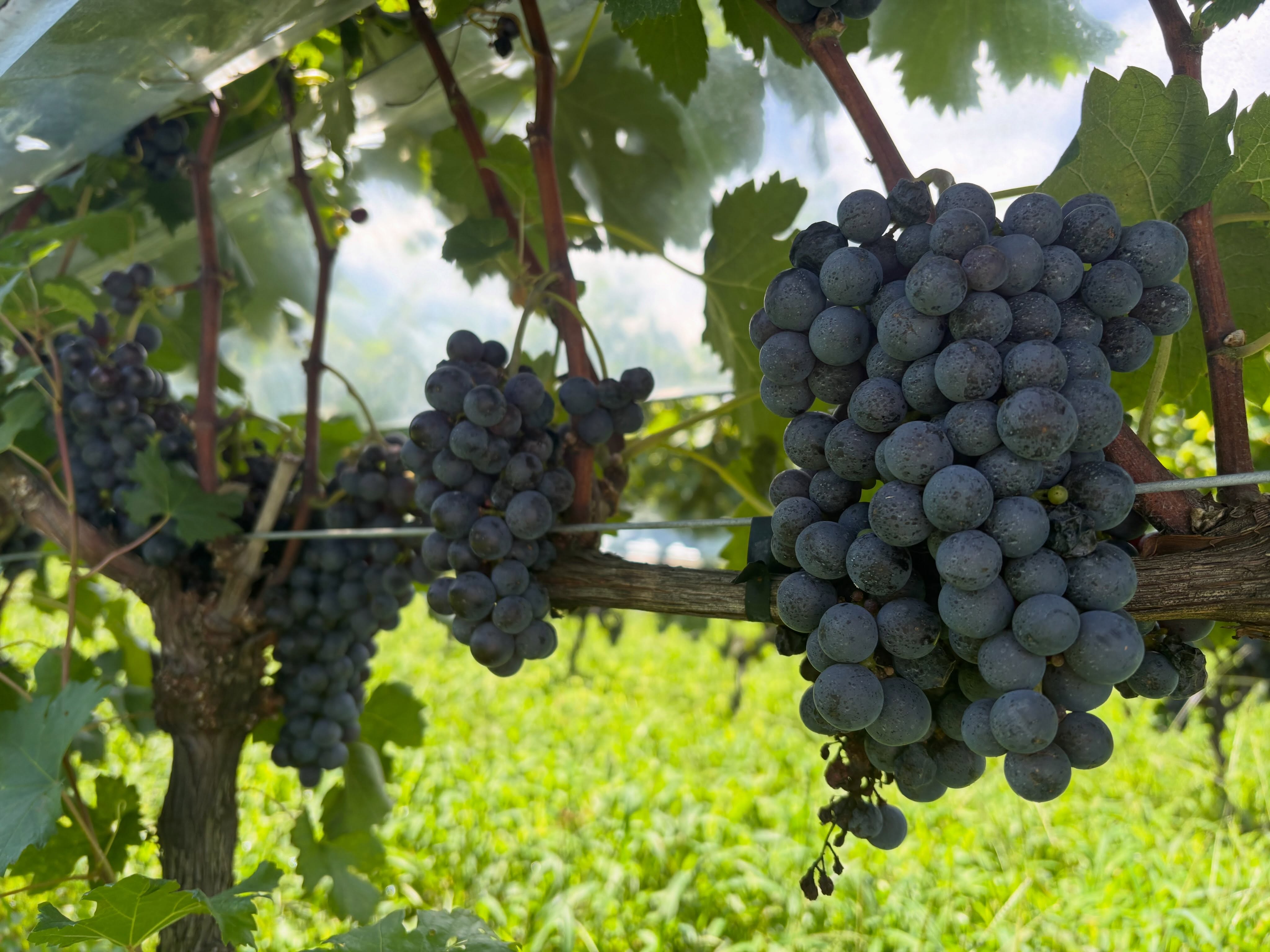 宇都宮merlot
一部圃場のみ収穫
2026.9.14
残りの圃場は
もう少し様子をみて…☻