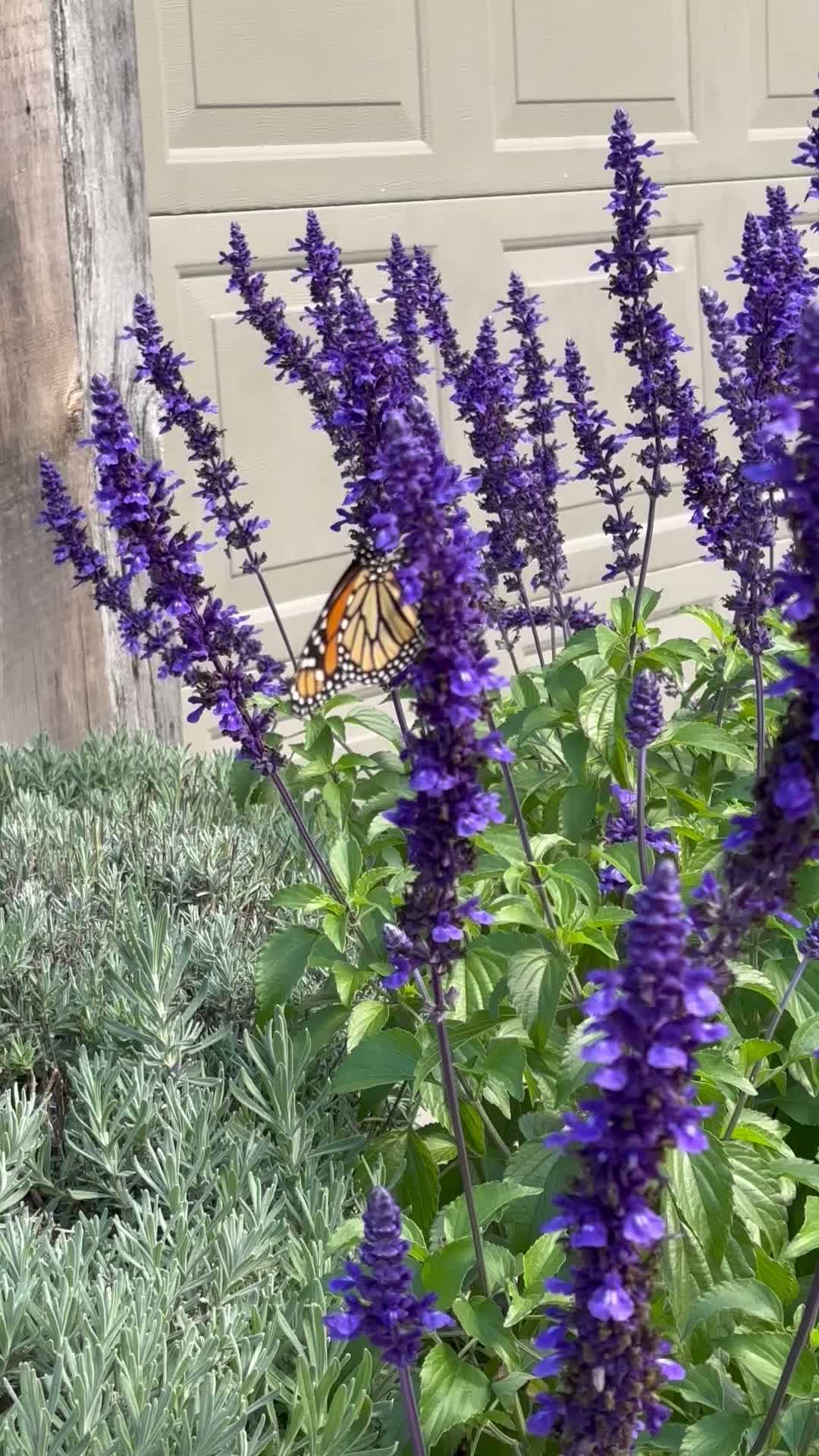 We have really enjoyed the monarch butterflies at the farm this summer.
#monarchbutterflies #salvia #farm #lavenderfarm #ruralgardensofgreybruce #ruralgardensofgreyandbrucecounties #butterflies #teeswater