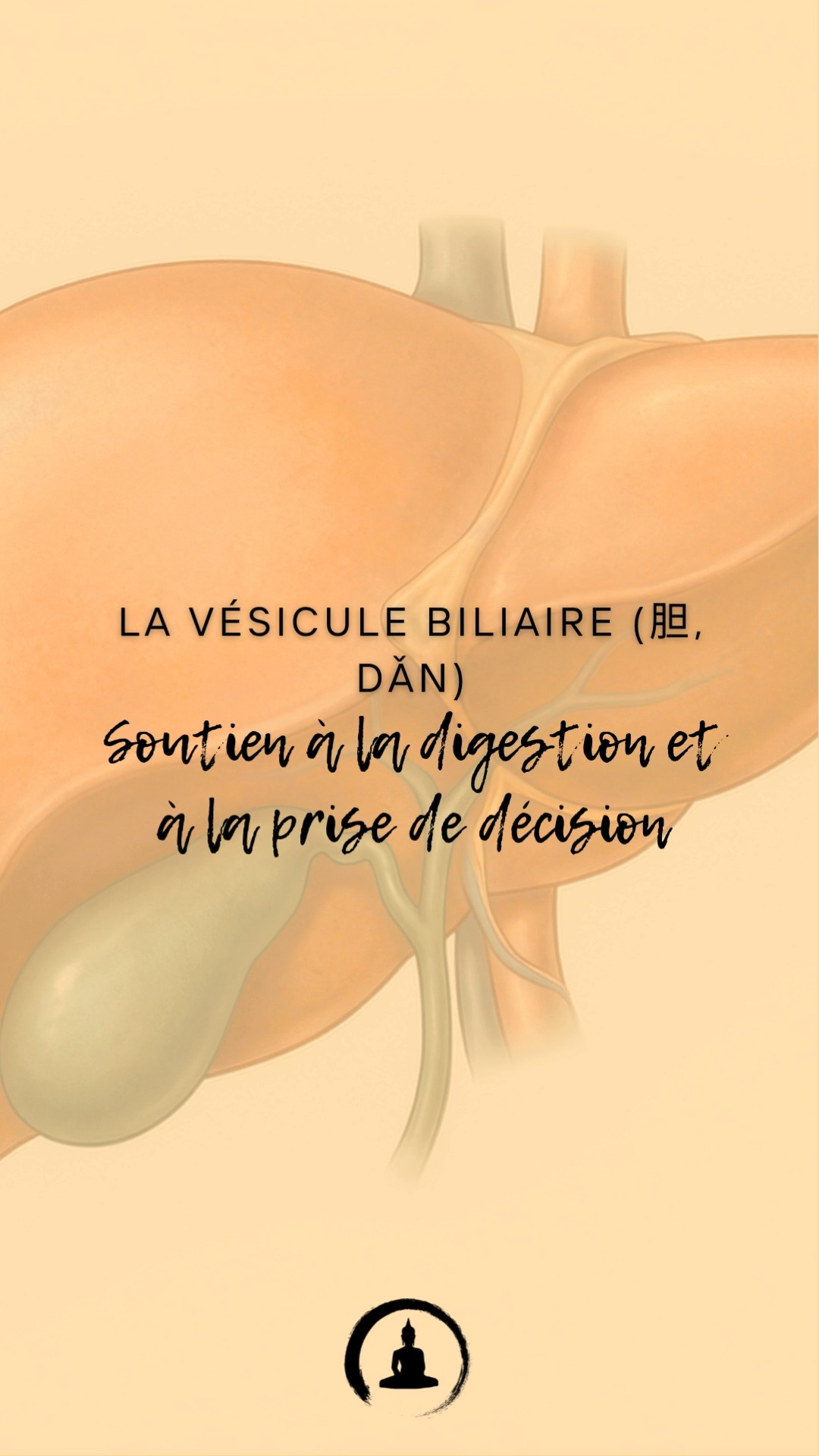 La Vésicule Biliaire (胆, Dǎn) : Soutien à la digestion et à la prise de décision
En médecine chinoise, la vésicule biliaire ne se contente pas de stocker la bile, elle est également associée à notre capacité à prendre des décisions et à agir avec courage.
🔸 Rôles principaux :
Aide à digérer les graisses.
Soutient la prise de décision et la détermination.
🔹 Signes de déséquilibre :
Troubles digestifs, nausées ou difficulté à digérer les aliments gras.
Indécision ou manque de courage.
🔹 Comment renforcer la vésicule biliaire ?�
1️⃣ Consommez des aliments amers (pissenlit, roquette) pour stimuler la bile.�
2️⃣ Pratiquez des exercices physiques réguliers pour soutenir la circulation.�
3️⃣ Massez le point Yanglingquan (VB34) pour tonifier la vésicule biliaire.