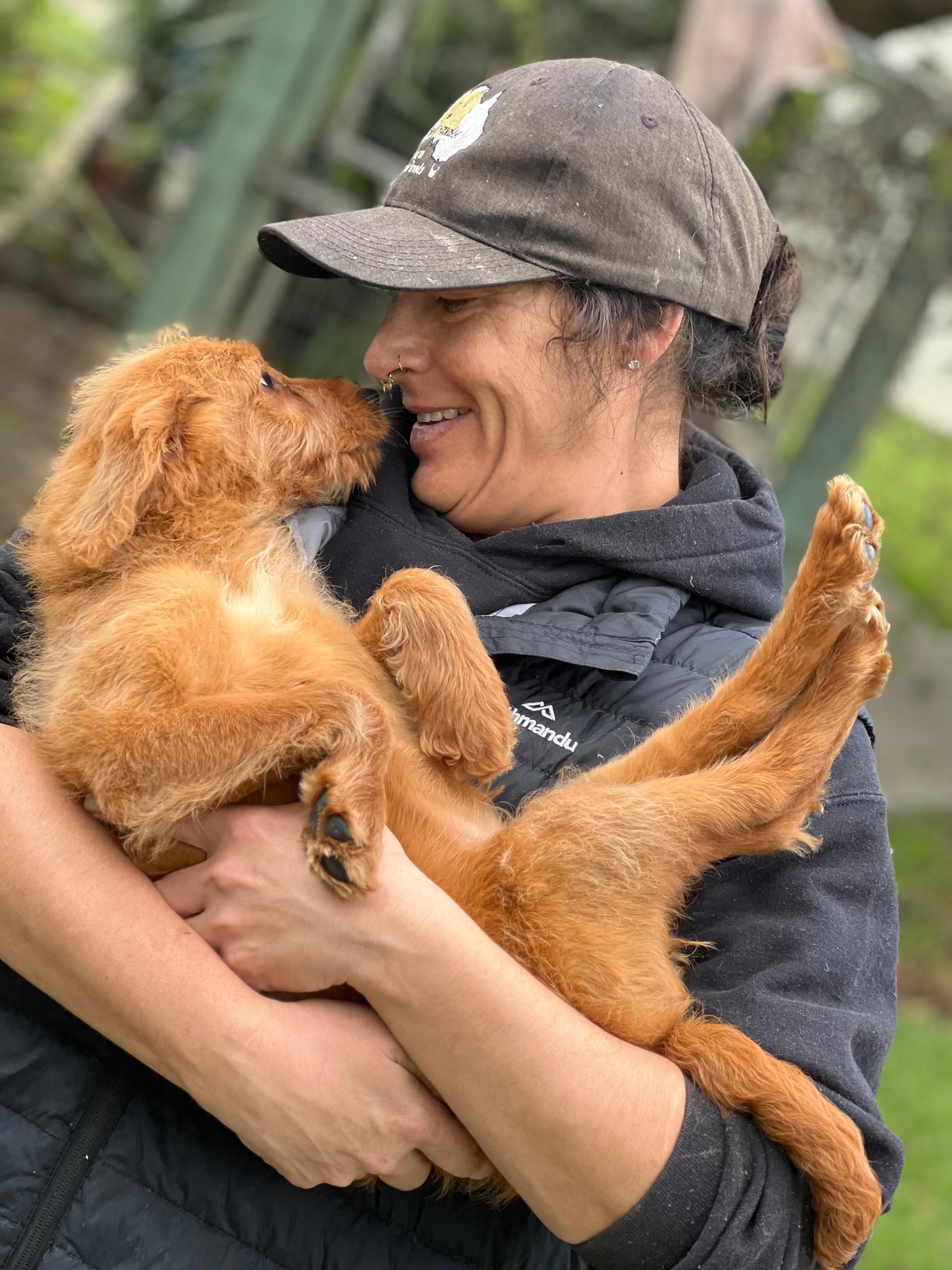 Soft paws and a sunshine soul, Saffy the Mini Labradoodle girl is growing into a little superstar 💛🐶
DOB: 18 June 2026
Parents: Jiji and Harry Styles
Microchip: 956000019434493 • Source: BR100575
Gentle, clever, and full of personality, the perfect companion in the making.
#LabradoodleGlowUp #PuppyPlaytimeDownunder #FluffyPrincess #PuppyLove #puppiesdownunder