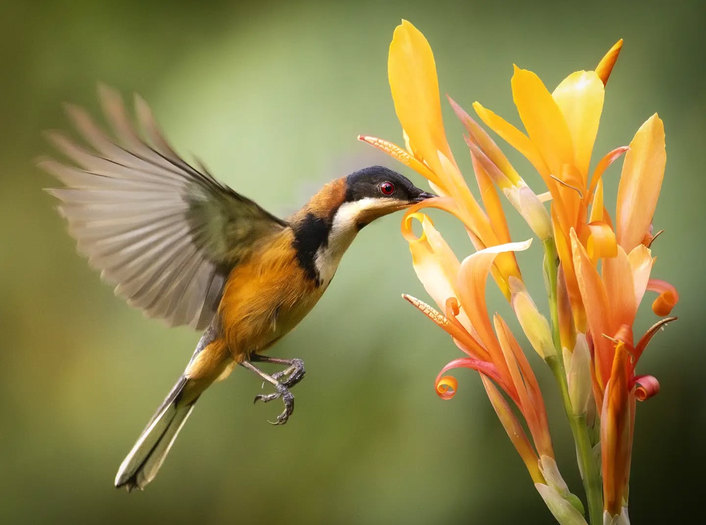 Australia's hummingbird the Eastern spinebill, hovering mid air to draw nature's nectar.
#nikonaustralia # bird # birdphotography #ausgeo