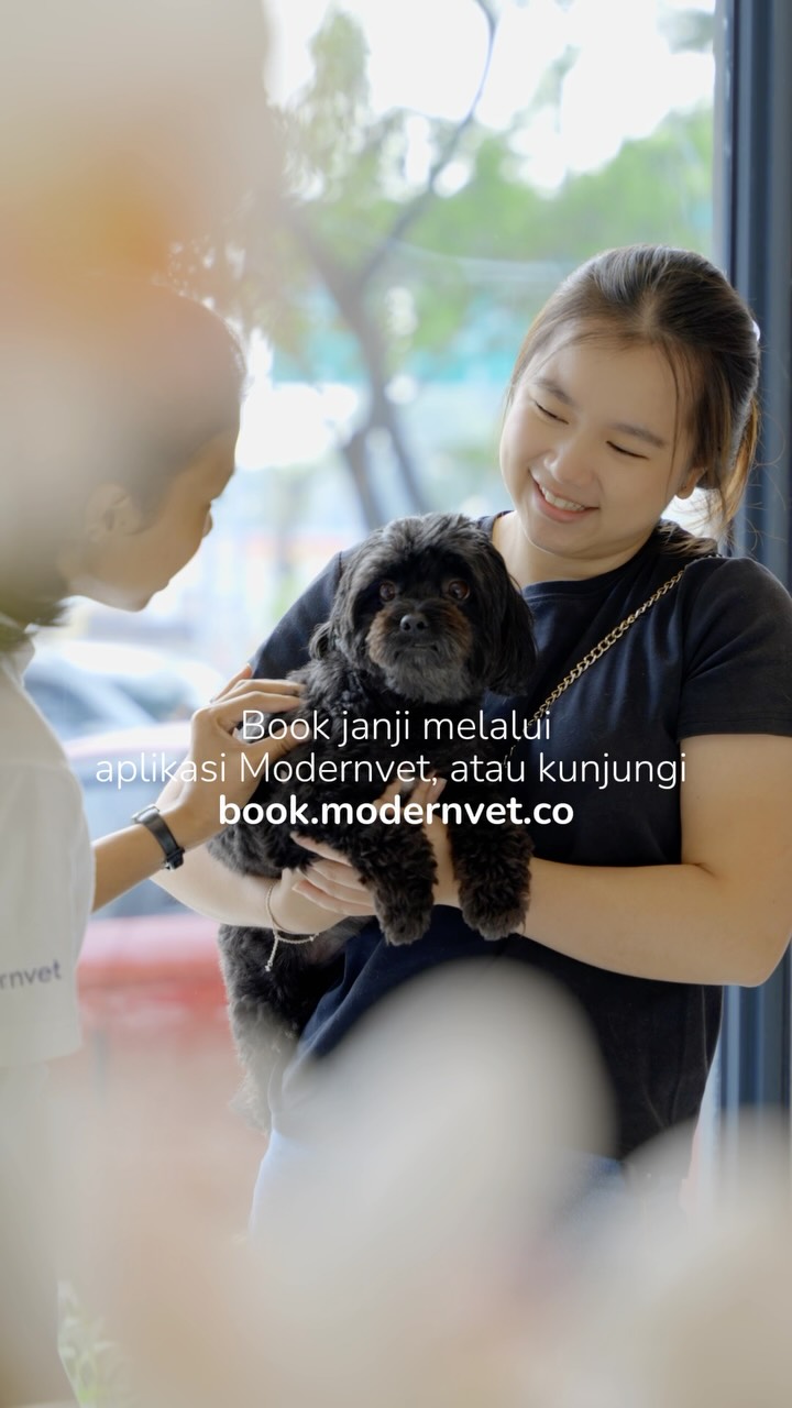 Kabar baik untuk pawrents di BSD dan sekitarnya!
Kini, kebutuhan kesehatan anabul tercinta hadir lebih dekat dengan hadirnya Modernvet Animal Hospital BSD, cabang terbaru kami yang berlokasi di Iconix Studio Loft.
Di sini, anabul akan didampingi oleh tim dokter hewan yang berpengalaman dan hospitable, dengan dukungan fasilitas lengkap yang dirancang untuk memberikan pengalaman perawatan layaknya rumah sakit modern, mulai dari pemeriksaan hingga berbagai kebutuhan medis dalam satu tempat.
Karena kami percaya, perawatan terbaik bukan hanya tentang fasilitas dan keahlian, tetapi juga tentang bagaimana setiap anabul dan pawrents merasa nyaman dan diperhatikan di setiap kunjungan.
Segera buat janji temu dengan dokter hewan kami melalui book.modernvet.co, dan temukan pengalaman baru dalam merawat kesehatan anabul bersama Modernvet Animal Hospital BSD! 💙