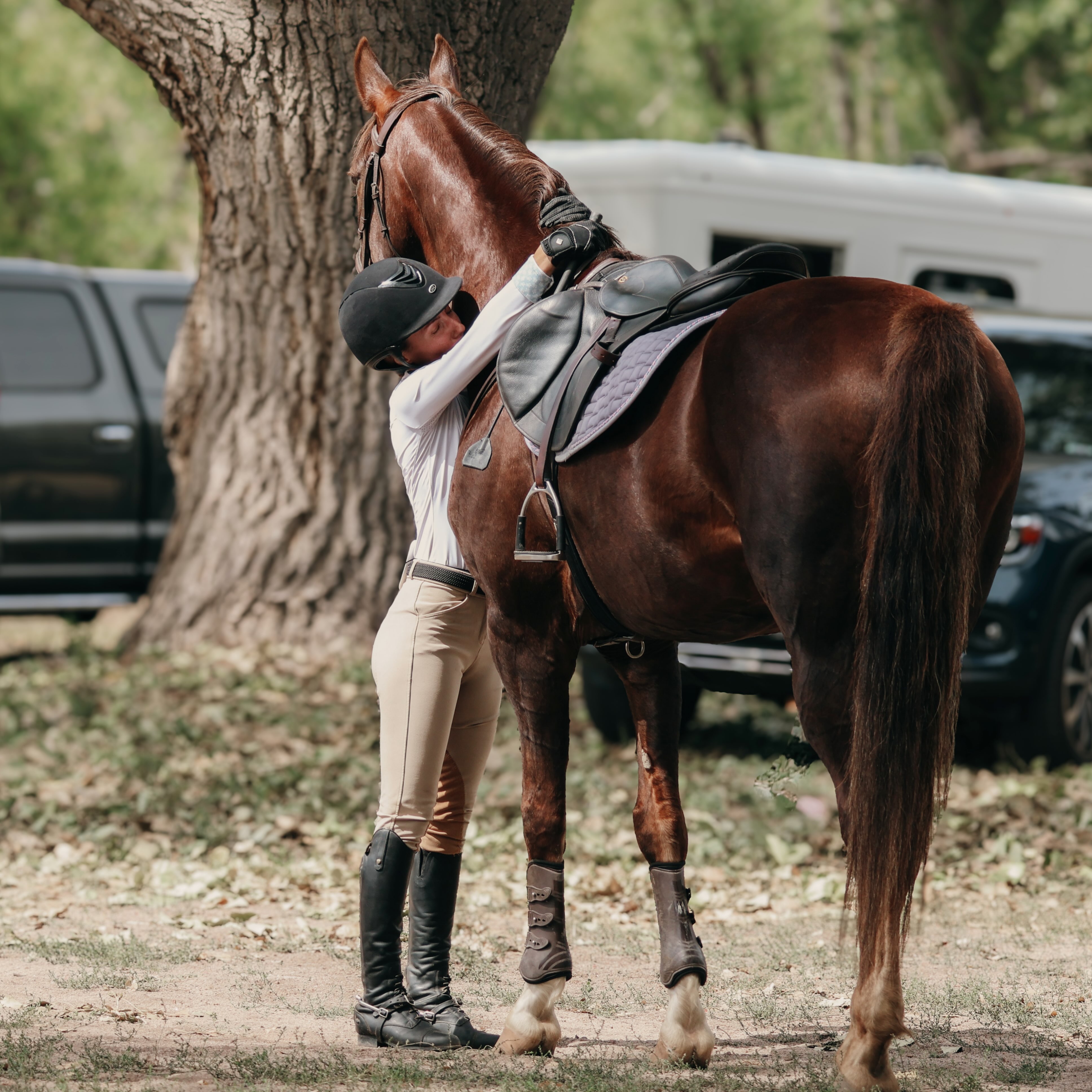Feelinβ those back in the ring feelings #saddlebred #champion #google #horses #chja @chjajuniors