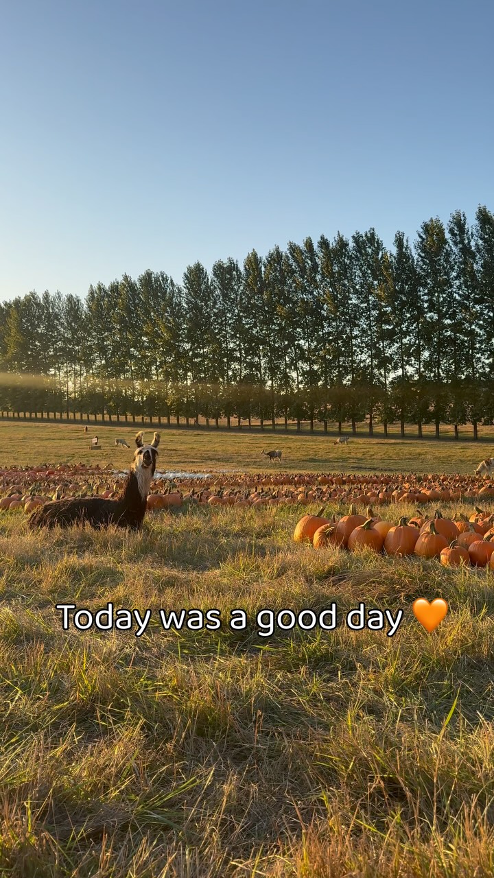 Day 2 and nothing left but gratitude as we admire a sunset over the pumpkin patch.
Let’s do it again tomorrow, yah?
