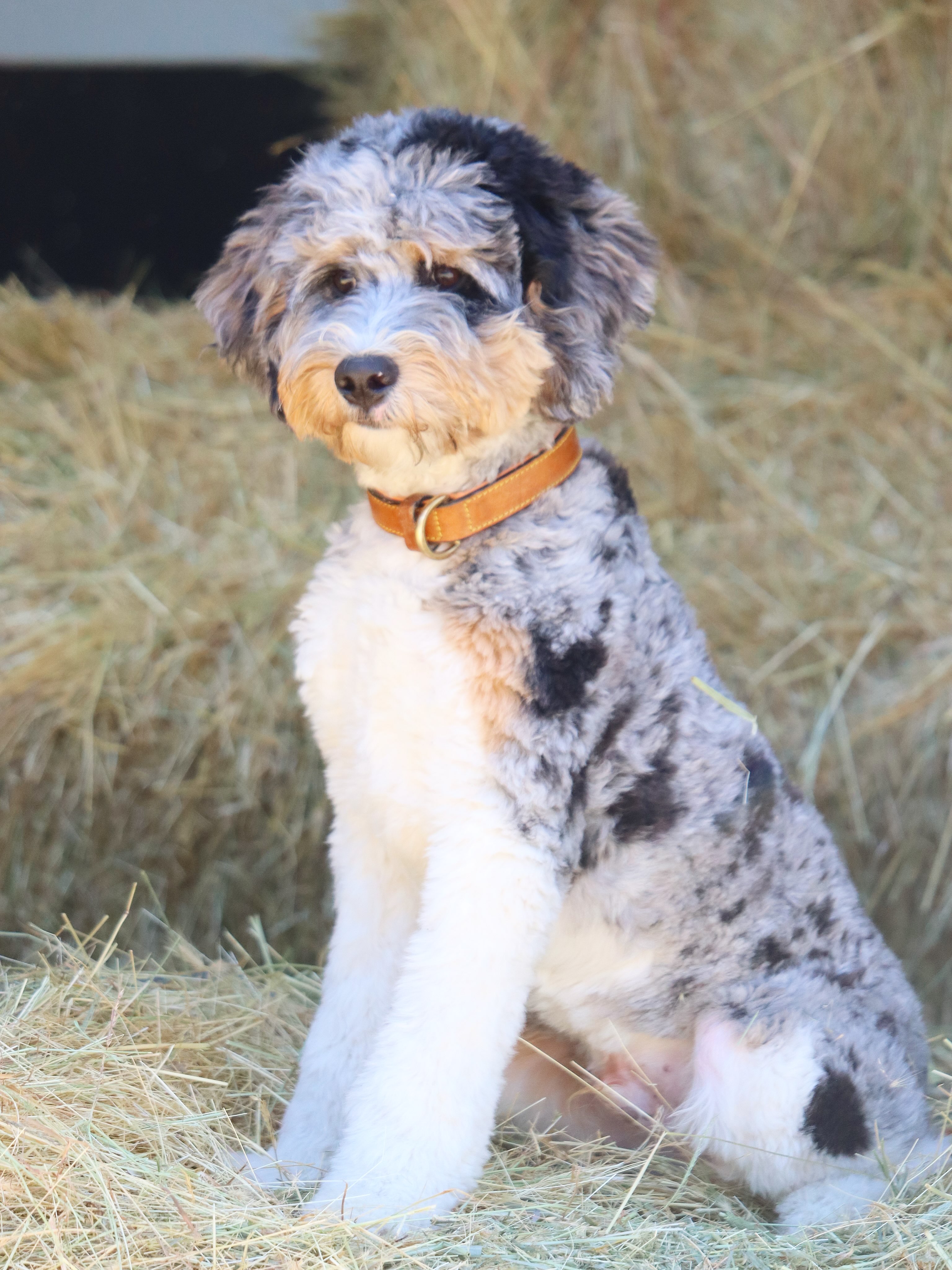 This sweet boy (FItz)is back with us to find a family, unfortunately they didn’t have time for him, so was returned. He is from Wednesday & Leos medium F1 litter. He is currently 28lbs. Born 4.8.2026. Soft flat wavy coat. He is so very sweet, polite, doesn’t care about the cats, loves kids. He’s confident but mellow. He knows basic commands. Loves riding in the car. Has been to the groomer. Dm to inquire - Eugene Oregon . #LKBernedoodles