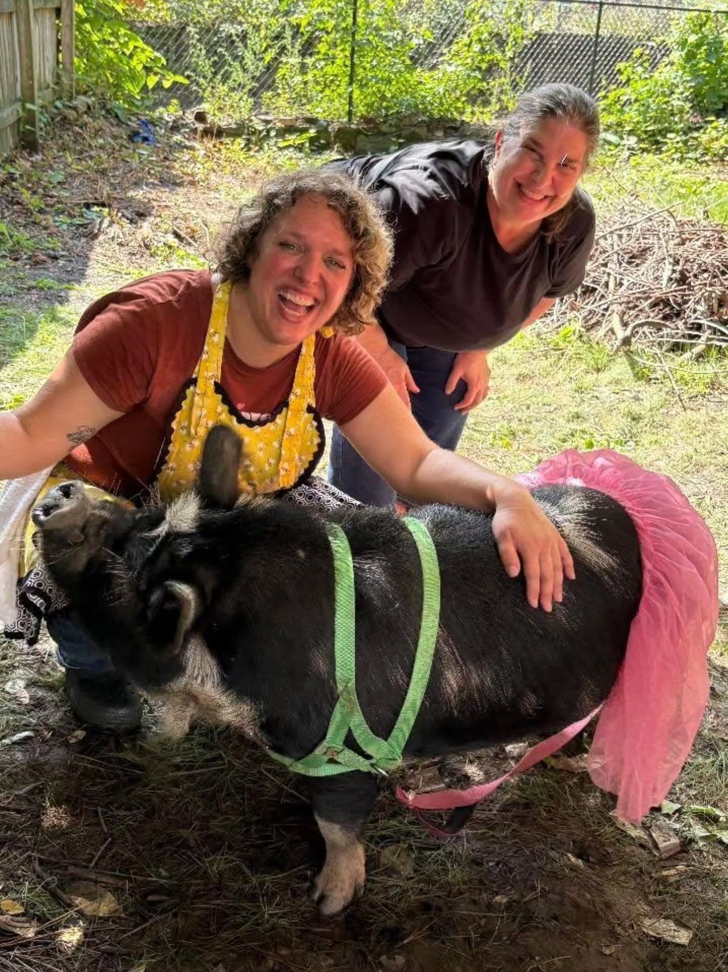 Yesterday's "Tail"gate party at Abeille Voyante Tea Co was a huge success! We're pretty sure the good vibes helped the Steelers beat the Falcons š Thanks to all who came out to meet Maui and Tani. And thanks to host Danielle from AV Tea Co for the delicious food.
@abeillevoyanteteaco #tailgate #piggy #oink #touchdown
