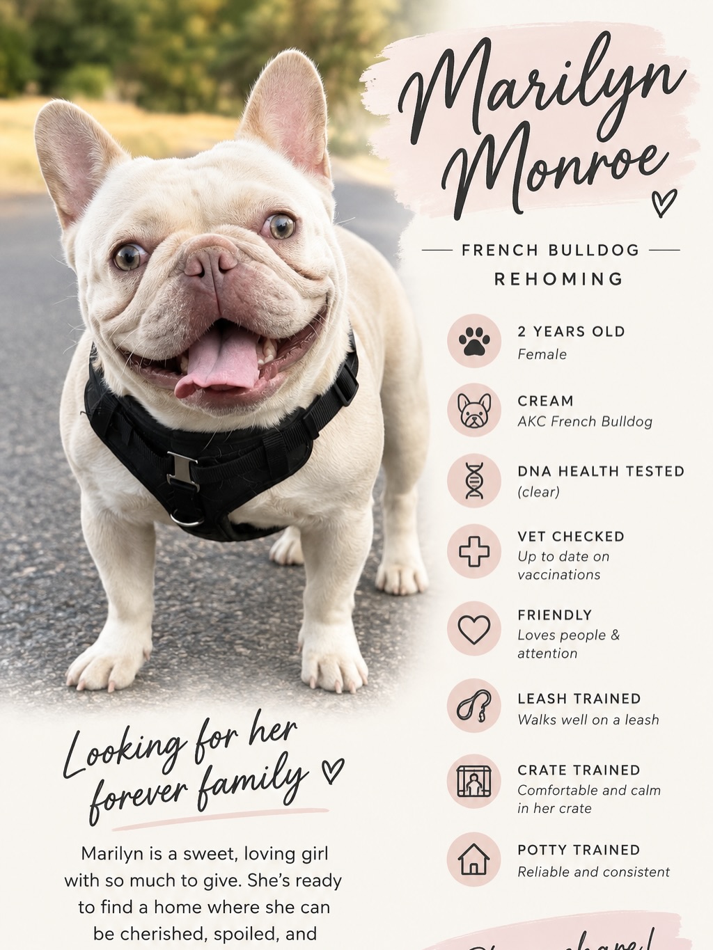 Marilyn Monroe is retired and looking for her forever family! ❤️ She likes to be the center of attention in her family but is incredibly sweet with adults, kids and puppies. 🐶 She has a spay appointment set for later this month (September) and I am starting to screen potential families to set up an adoption.
.
🕊️🕊️🕊️
@bohemian.bulldogs
Www.bohemianbulldogs.com