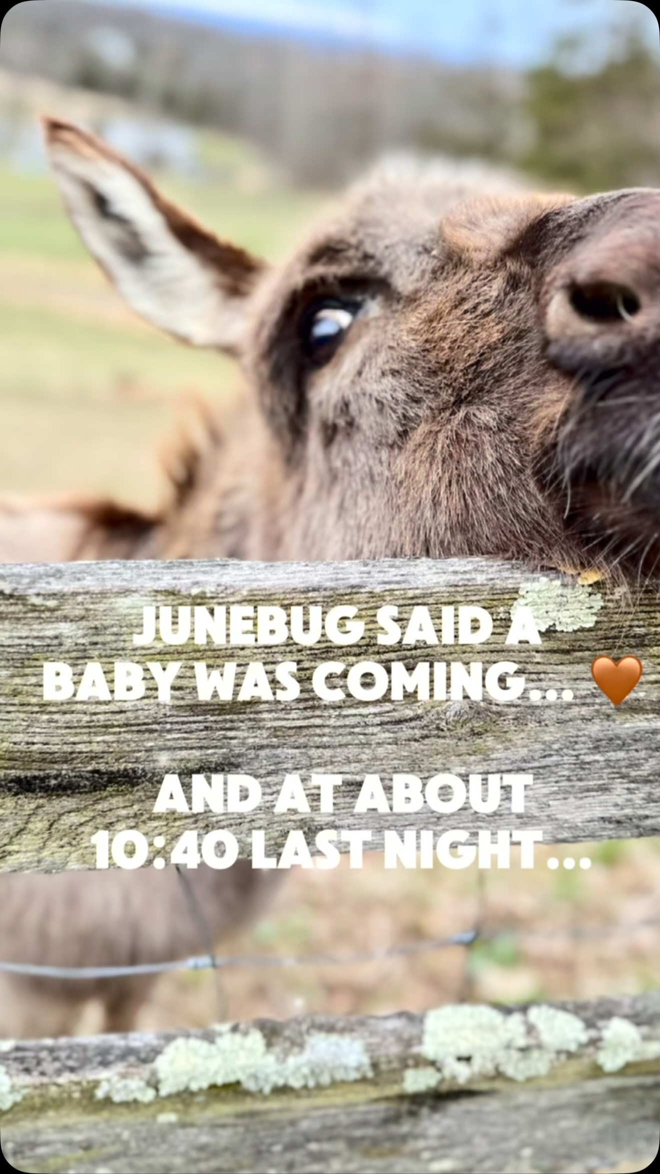 Junebug told us a baby was coming… and, being the reliable girl that she is, she delivered shortly thereafter at about 10:40 last night. 🤎
And it’s a BOY! 💙
This little guy is definitely not one of the micro-sized babies we’ve had recently like Willow and Meadow. He came into the world at about 30 pounds and 24 inches tall at the withers — a handsome, substantial little fellow from the start.
He actually reminds us quite a bit of Willow in his coloring right now. His dad is a woolly donkey, and this baby certainly appears to have inherited that fluffy coat too. We’re curious to see how his color develops as he grows — whether he’ll mature into more of a true black-and-white spotted boy or keep some of these beautiful dark charcoal tones.
Junebug is, predictably, an absolutely wonderful mom. She is one of those donkeys you can always count on, and watching her with her new baby is pretty special. ❤️
We’re so excited to watch this little guy grow and to share more of him with you.
Now we need your help with the most important part…
What should we name him? 😍
We have a few ideas floating around, but nothing has completely stuck yet. Drop your favorite name suggestions in the comments — nature-inspired, cozy, cute, or something that fits his handsome woolly look. We’ll be reading them all!
And if you want to watch this little guy grow up with us, make sure you’re following along. 🤎
#MiniDonkey #MiniatureDonkey #BabyDonkey #DonkeyFoal #SpottedDonkey