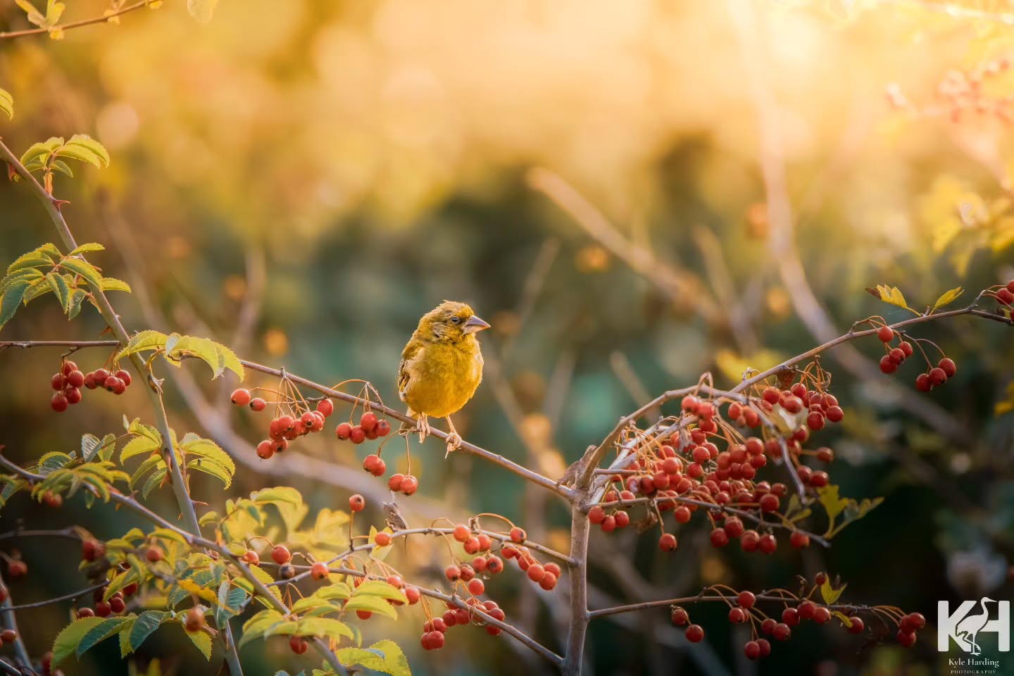 Golden hour hits different when the autumn color starts to pop.
Which season is your favorite for wildlife photography?
#wildlifephotography #birdphotography #birdwatching #greenfinch #goldenhour