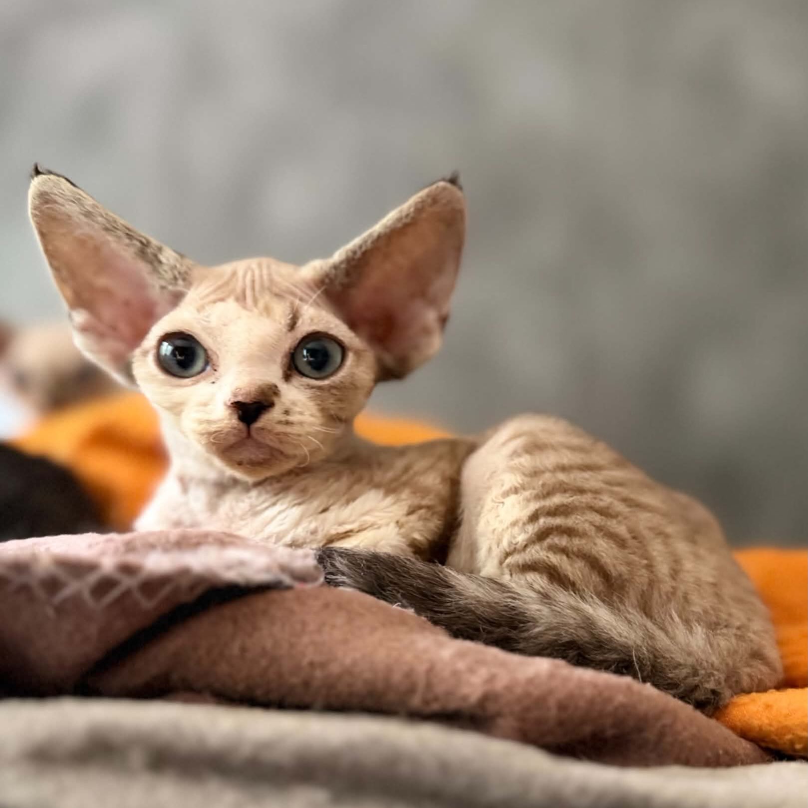 Meanwhile Monster has the market cornered on ear size. đą canât wait to watch him fit in with our crew. 6 more weeks! Hoping it will fly by. #devonrexkitten #devonsofinstagram #devonrex #devonrexcanada