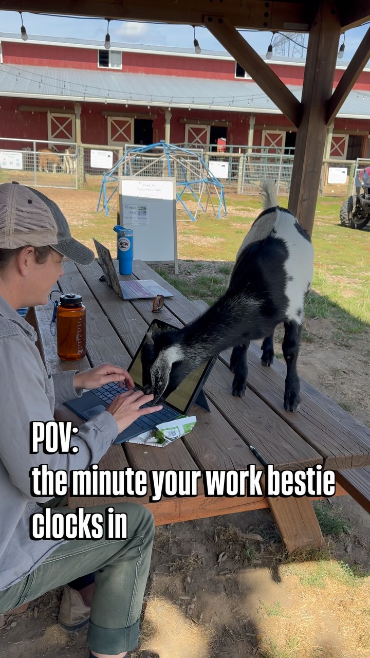 “Please excuse any typos, this email was sent with a goat nibbling on my fingers.”