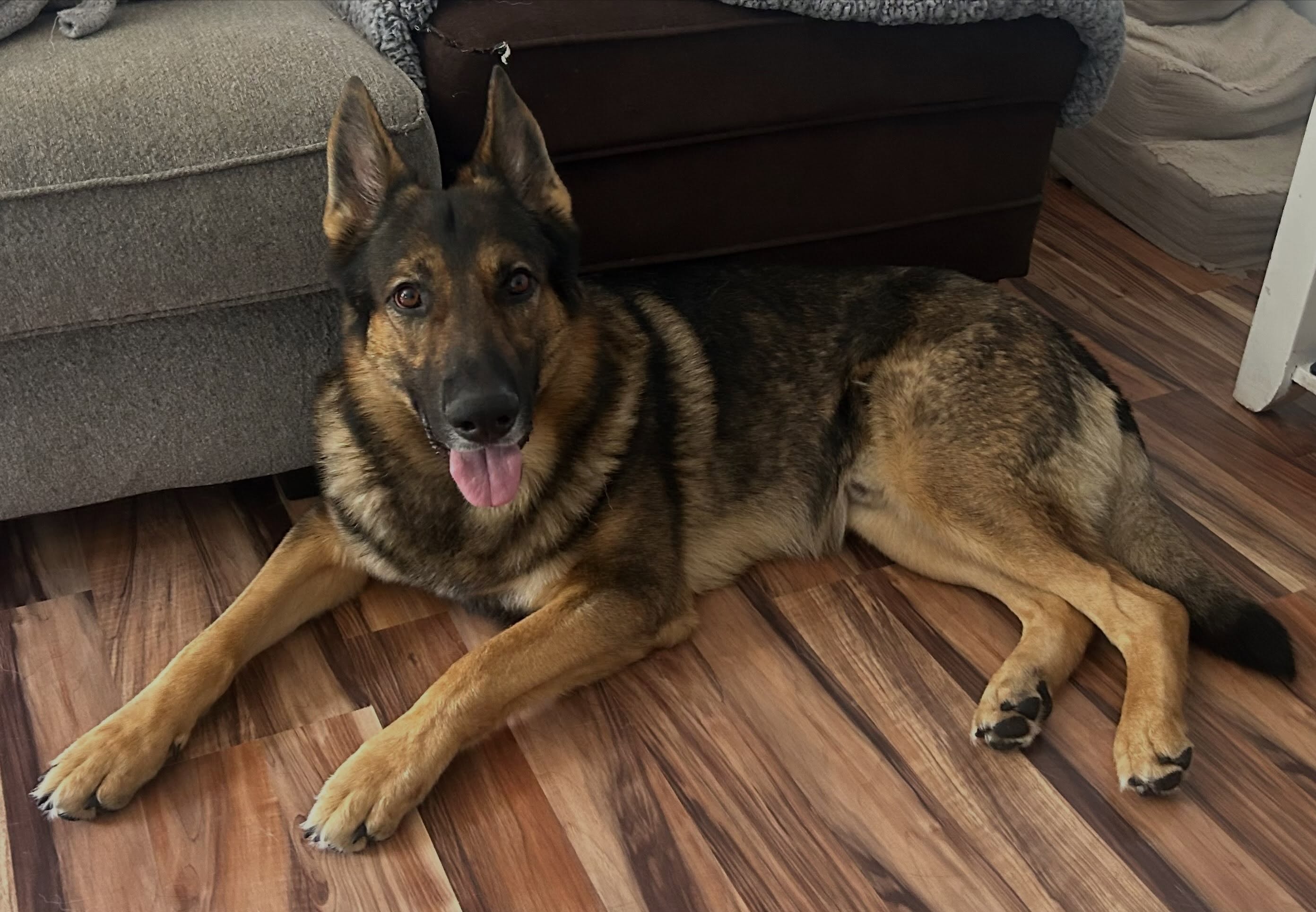 Happy #tongueouttuesday from Mr. Handsome: Mando! ๐๐พ