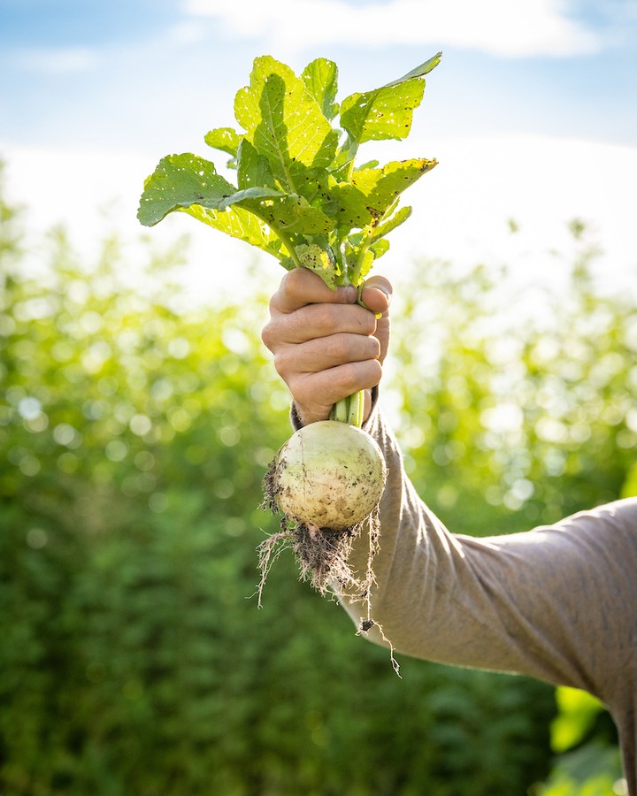 Our September newsletter is here!
Summer may be winding down, but there’s still plenty happening in the CSA world. This month, we’re talking fall and winter CSA shares, sharing a new piece on where your beef comes from, and offering a recipe for putting those late-summer cucumbers to good use.
Plus, there are only a few tickets left for our farm-to-table dinner this Saturday at @ChamBurnFarm!
Read the September newsletter at the link in our bio.
#PNWCSA #CommunitySupportedAgriculture #CSA #LocalFood #OregonAgriculture