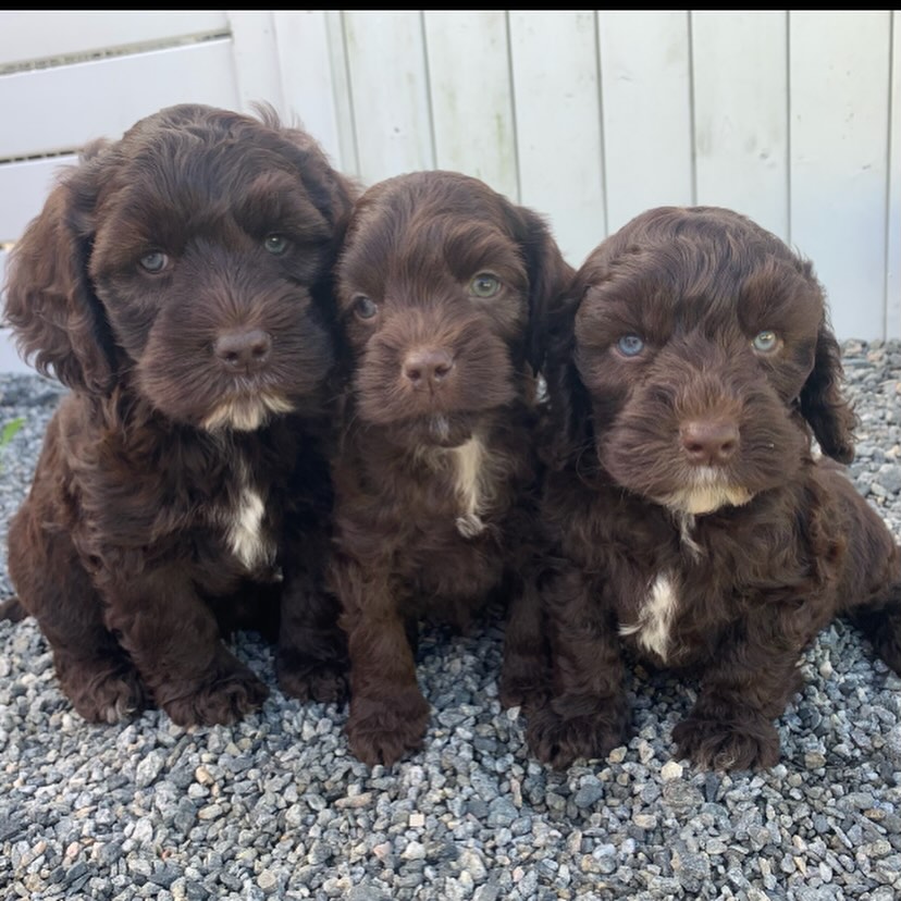 🐾🤎 Lawa & Rocket sine herlige små! 🤎🐾
Denne fine gjengen etter Nor Cacaos Lotta Two Xera – Lawa og Nor Silkes Two Pingo – Rocket er nå blitt hele 8 uker! 🥰
Vi har fortsatt en brun gutt som leter etter sin familie🏡🤎
Valpene er født 04.08.26 og er leveringsklare fra 29.09.26.
✨ Om kullet:
🤎 Medium størrelse
🤎 Forventet vekt som voksen ca. 15–20 kg
🤎 Forventet høyde ca. 46–50 cm
🤎 Fin, wavy fleece-pels som foreldrene
🤎 Oppvokst med mye kjærlighet, sosialisering, kos og gode opplevelser
Mor: Nor Cacaos Lotta Two Xera – Lawa
19 kg | 48 cm
Far: Nor Silkes Two Pingo – Rocket
17 kg | 47 cm
Vi er nå på utkikk etter de helt riktige hjemmene til disse to fine valpene 💕 De er klare for å bli en del av en familie fra 29. september.
Ta gjerne kontakt med oss dersom du ønsker å vite mer om valpene eller kullet 🐶🤎