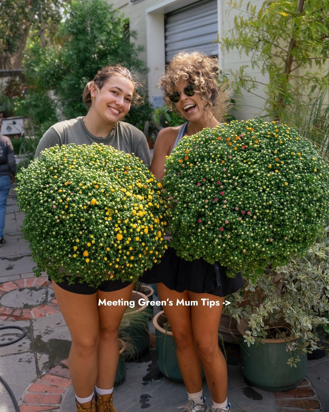 It's mum season! Chrysanthemums are a fall staple and make the perfect addition to your autumn decor... but what do you do once they reach your front door? 🏡 Here are our five tips for caring for fall mums in Charleston!